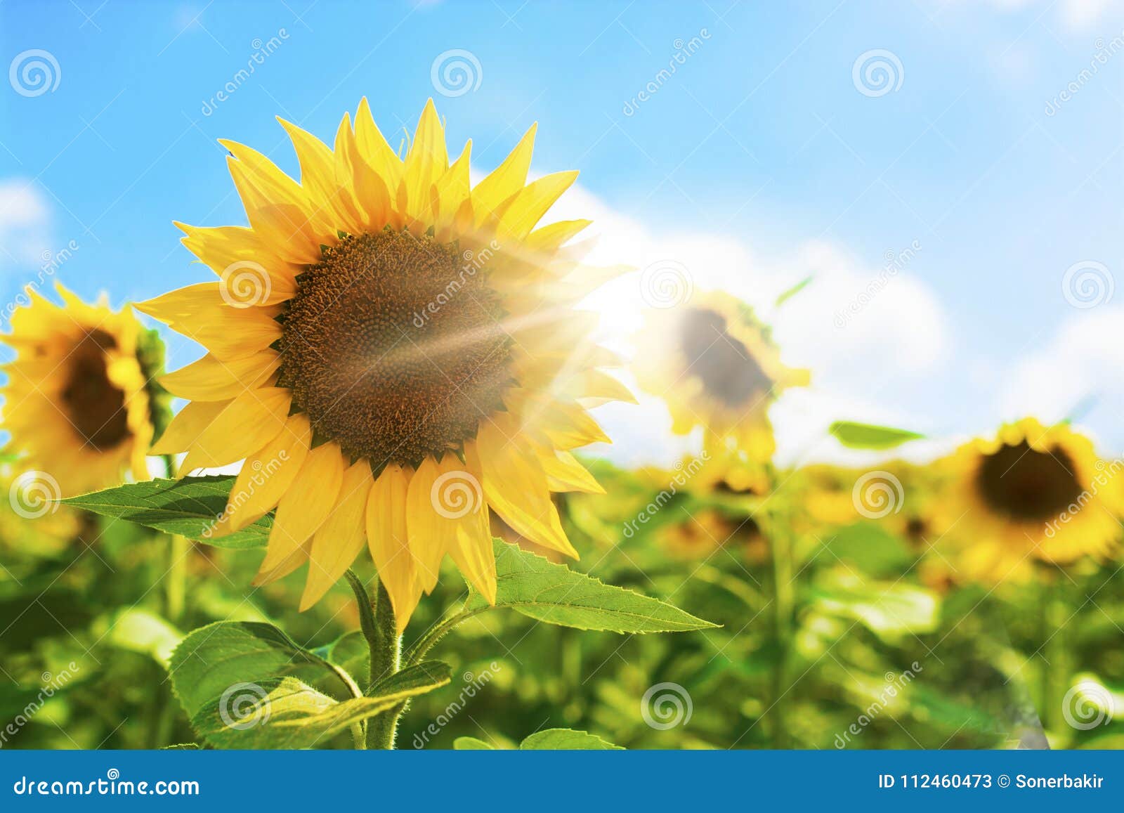 Sunflower and Bright sun stock image. Image of dazzling - 112460473