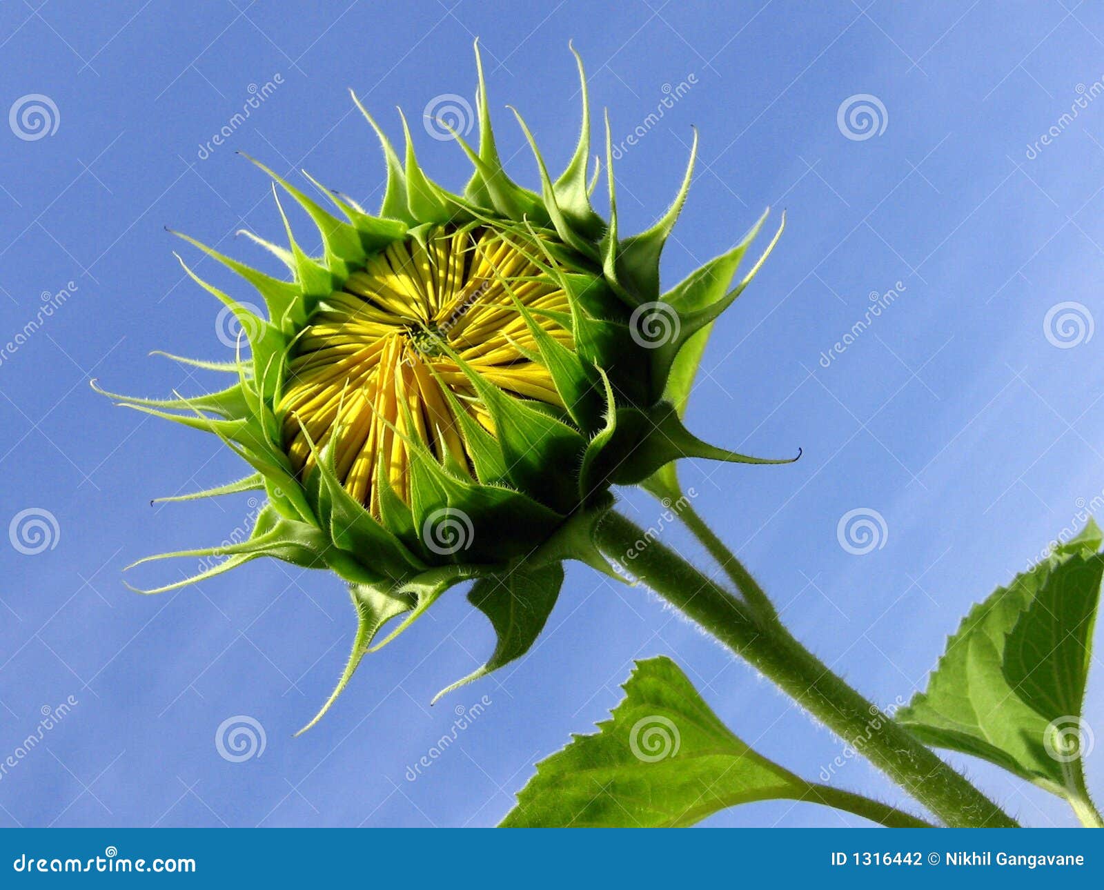 Sunflower Bud stock photo. Image of fresh, garden, budding 1316442