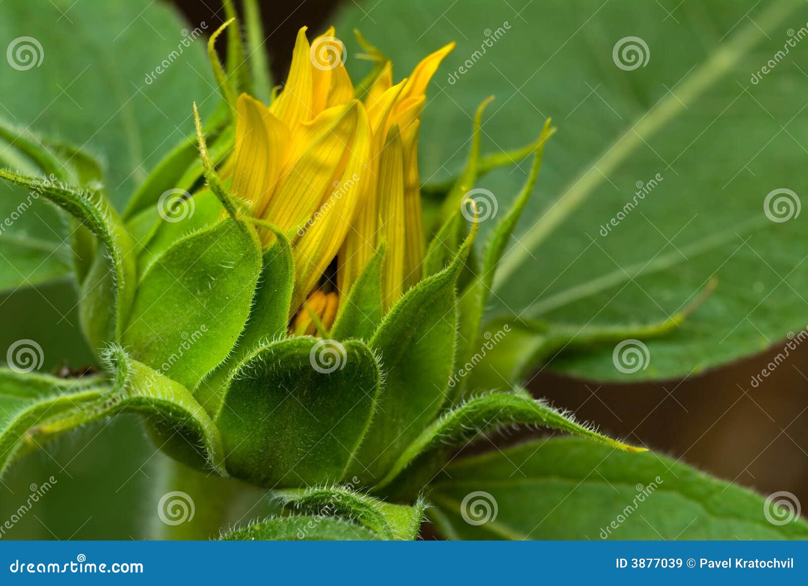 Sunflower bud stock image. Image of youth, potential, unopened 3877039