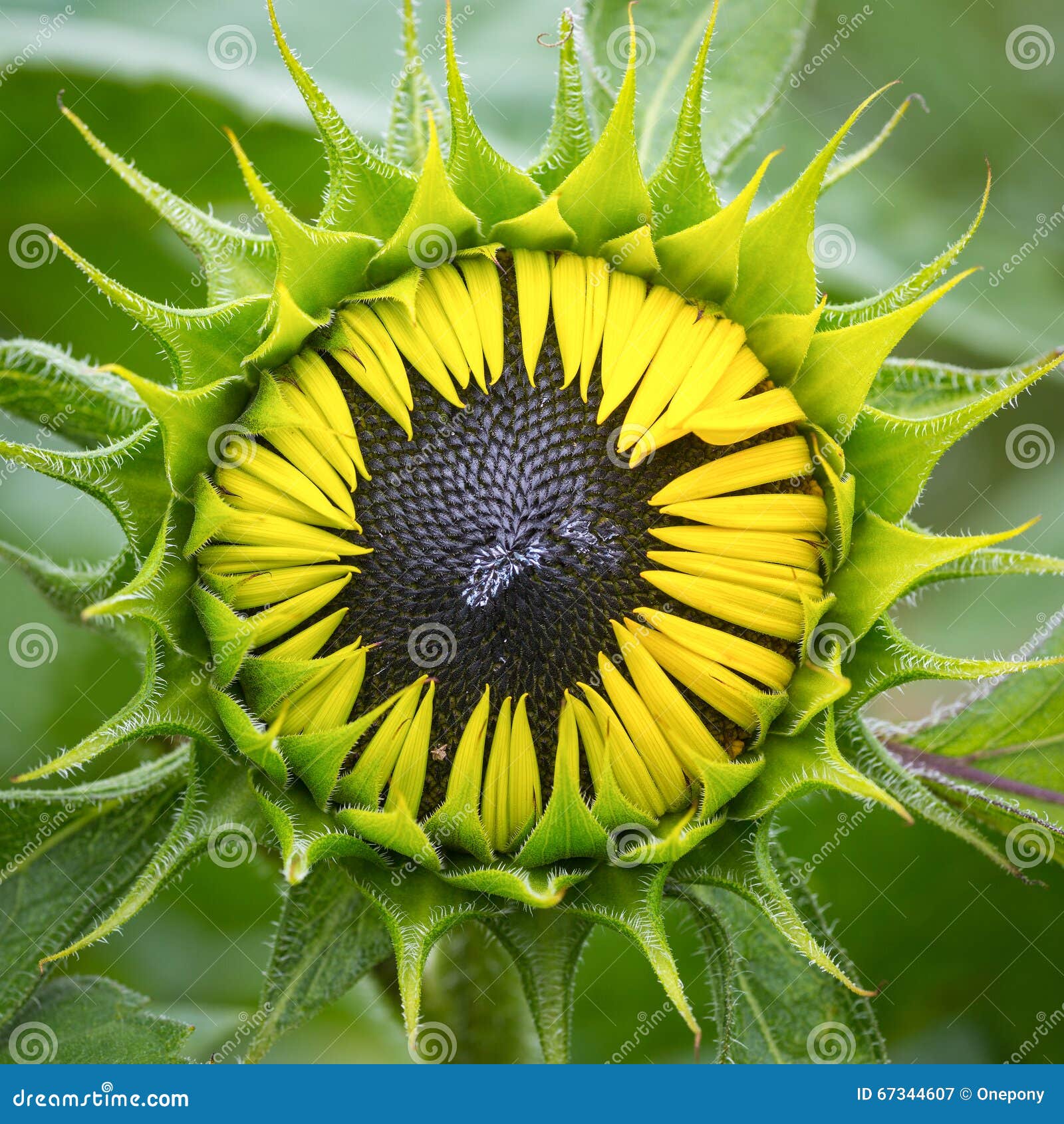 Sunflower Bud stock image. Image of colorful, botanical 67344607