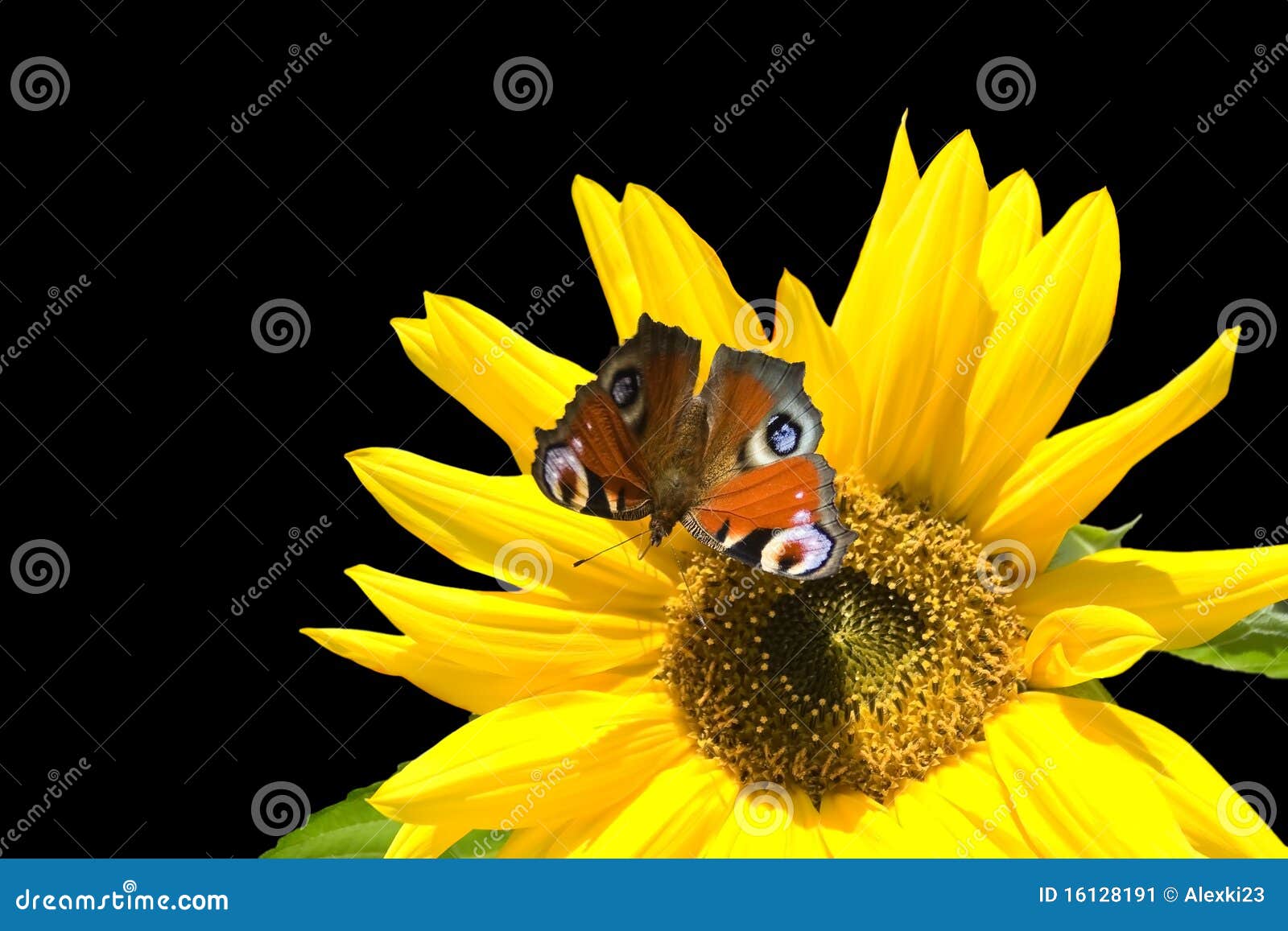 Sunflower butterfly stock image. Image of inflorescence 16128191