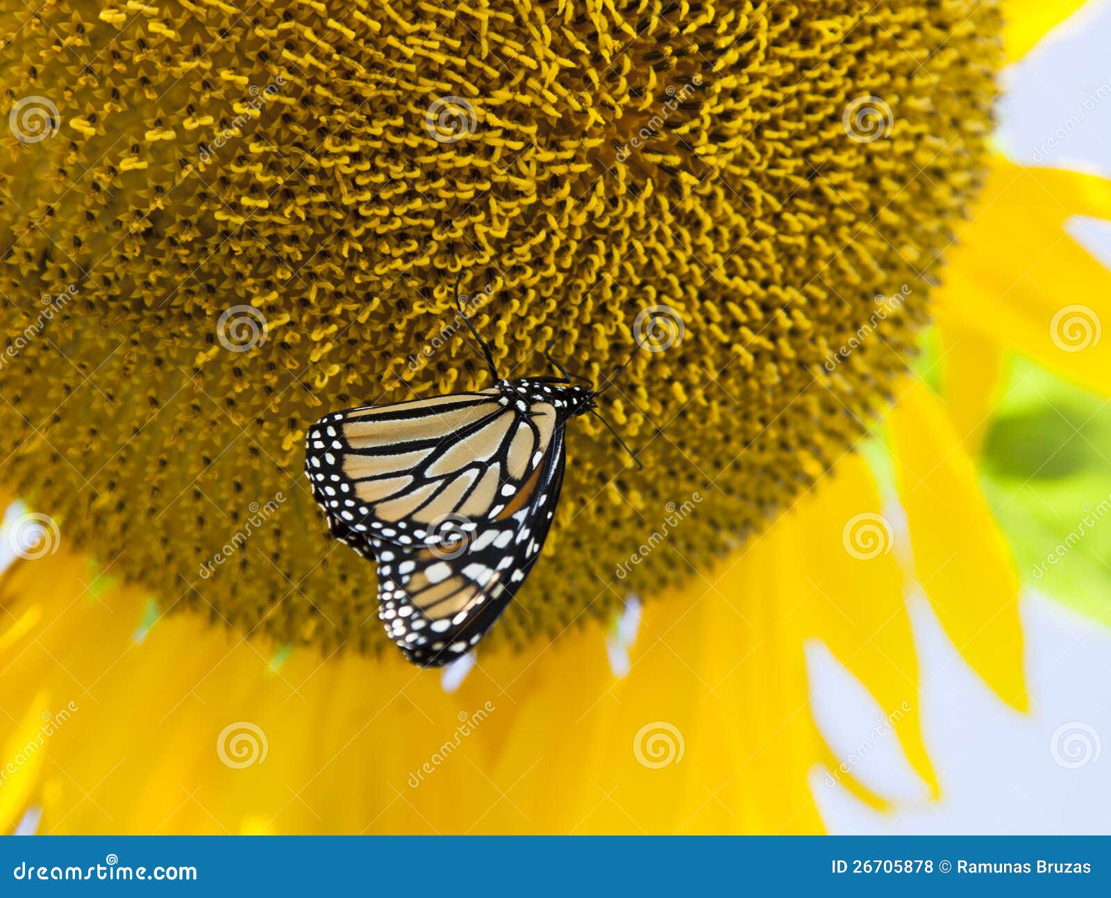Sunflower Butterfly stock photo. Image of summer, plant 26705878