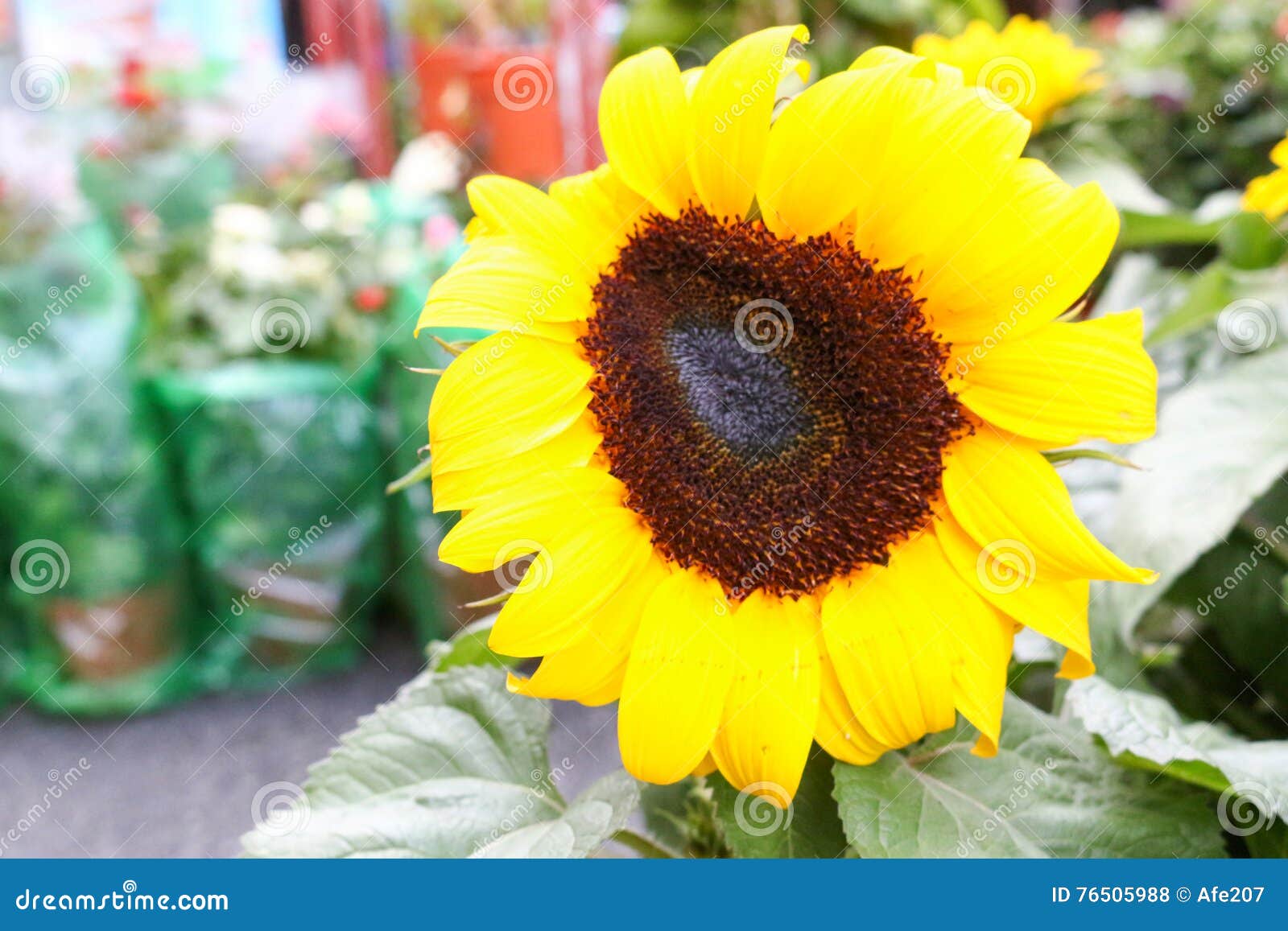 Sunflower in Cameron Highland, Malaysia Stock Photo Image of farm