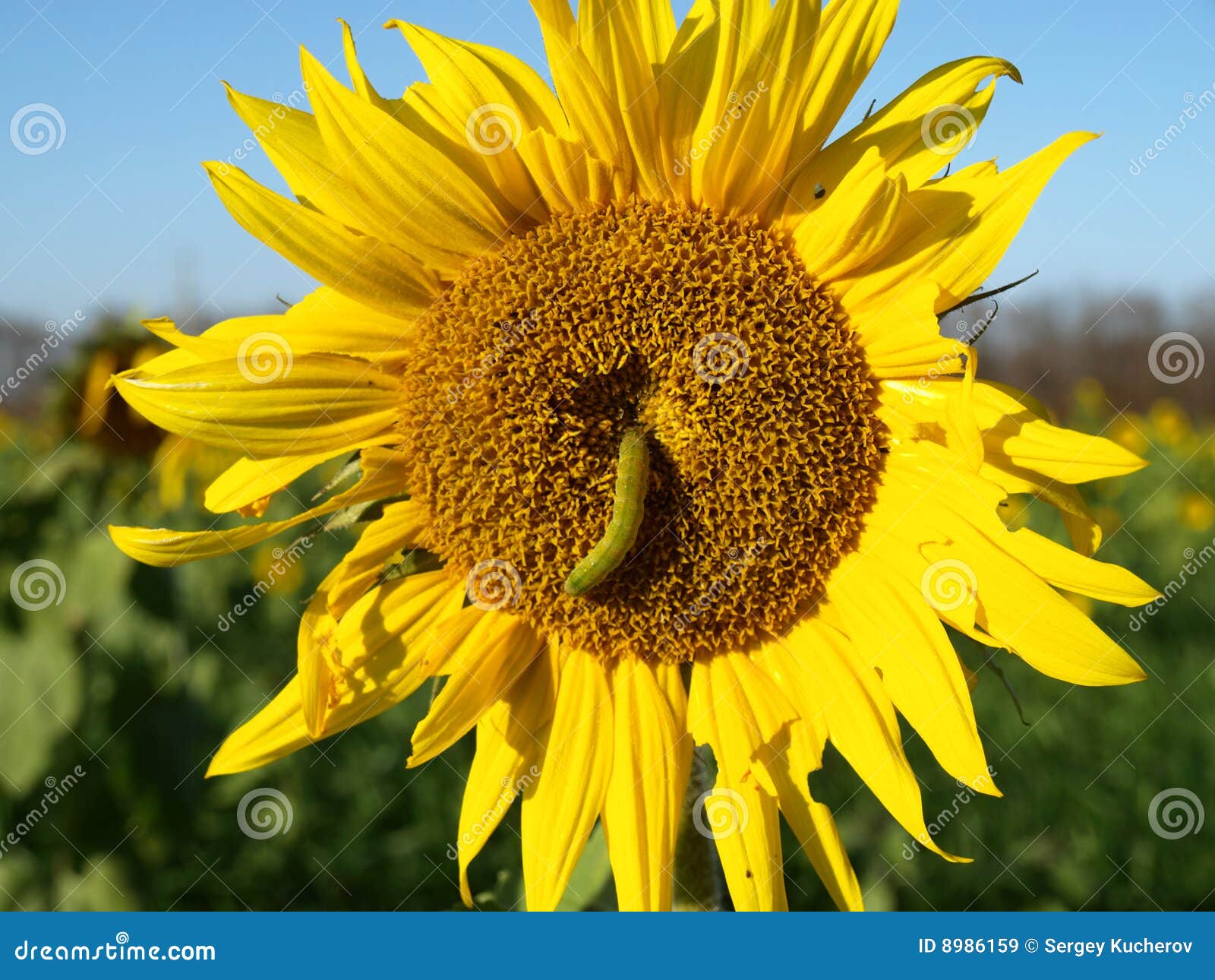 Sunflower with a Caterpillar Stock Image Image of russia, flower 8986159