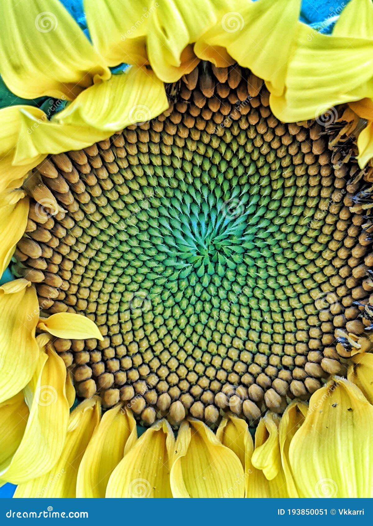 Sunflower Center Close Up Colors Stock Image - Image of yellow, sunflower: 193850051