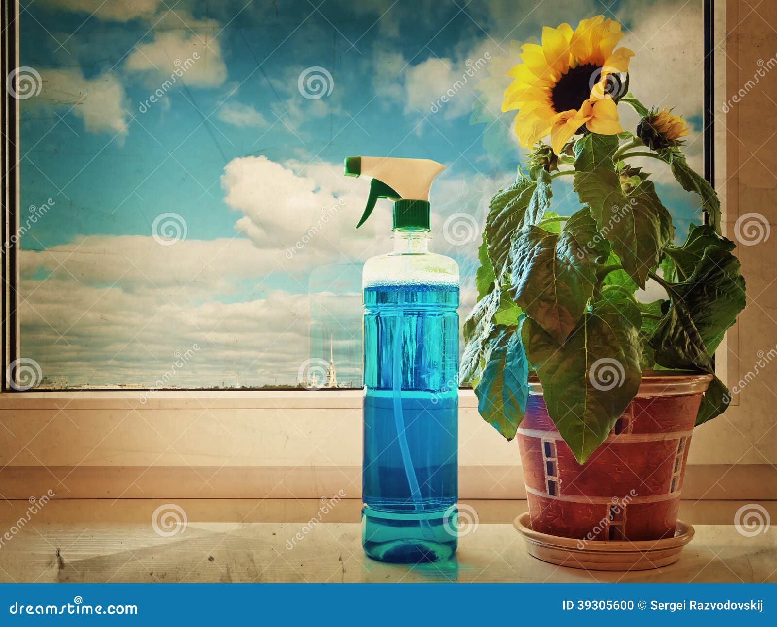 Sunflower stock photo. Image of blossom, cleanser, cloud 39305600
