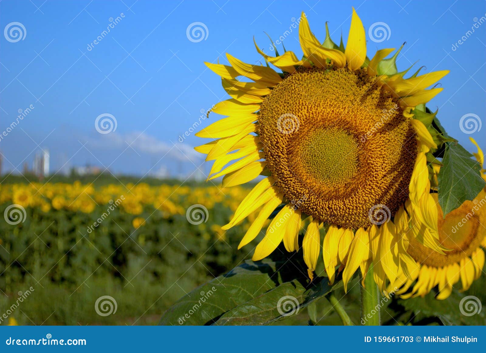 Smoking Sunflower Stock Image 516835