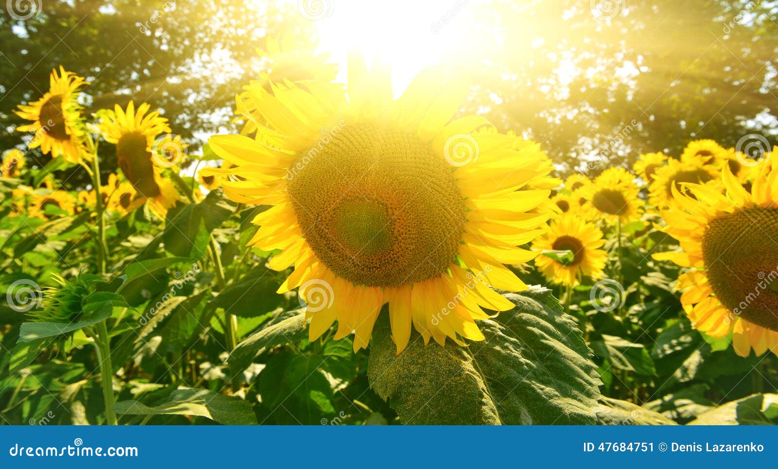 Sunflower stock image. Image of country, sunny, sunlit 47684751