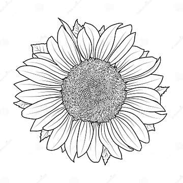 Sunflower for Coloring Book Vector Stock Vector - Illustration of ...
