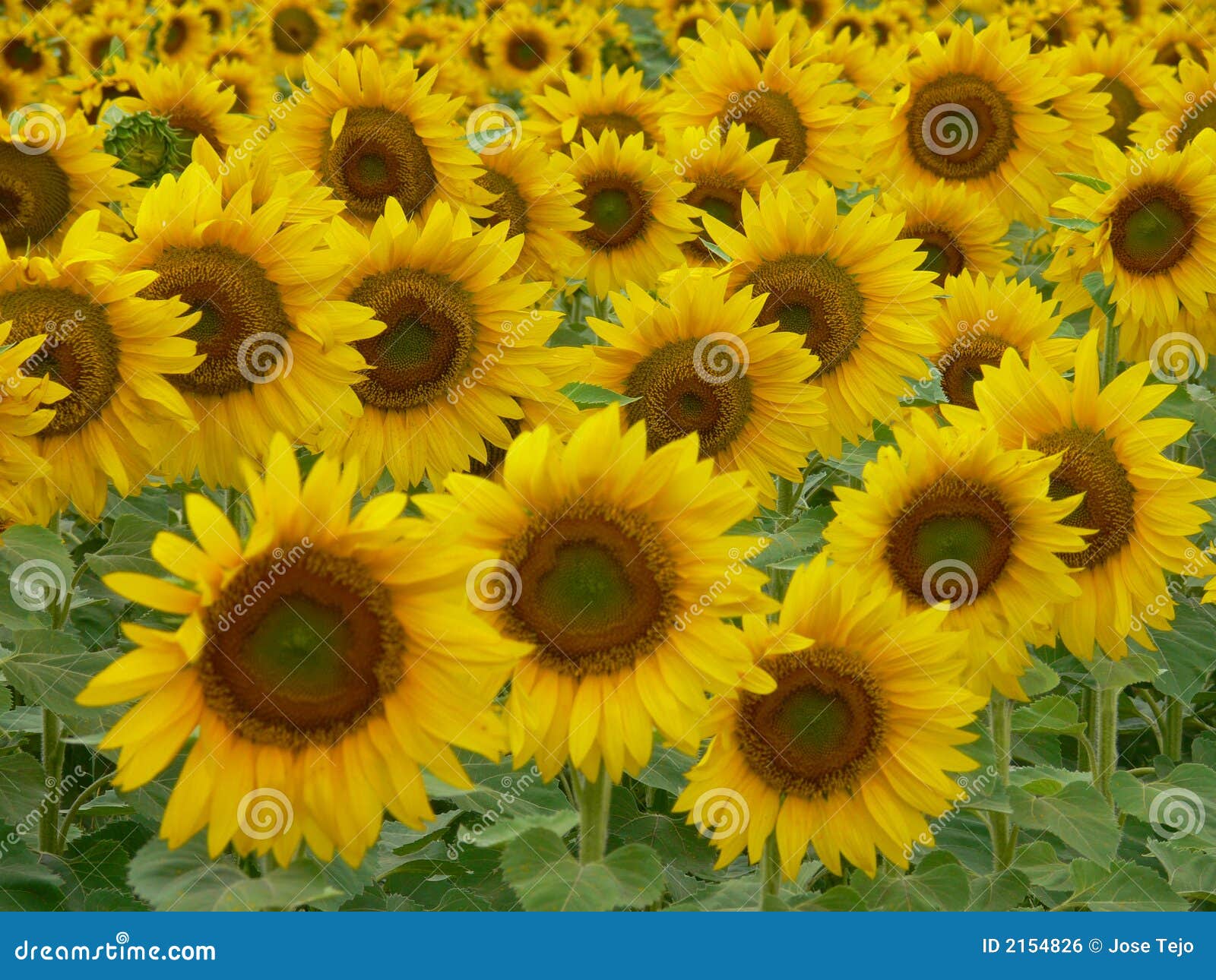 Sunflower crop stock photo. Image of seed, crop, argentina 2154826