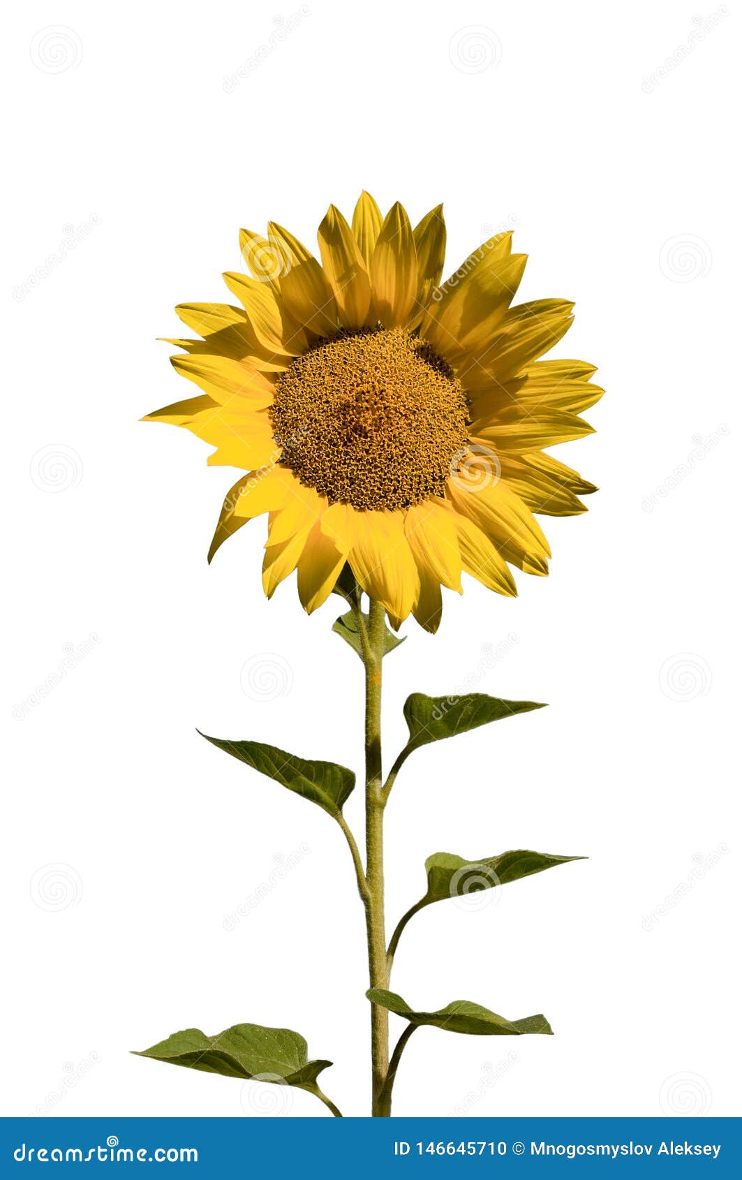 Sunflower cut out stock photo. Image of bright, stem - 146645710