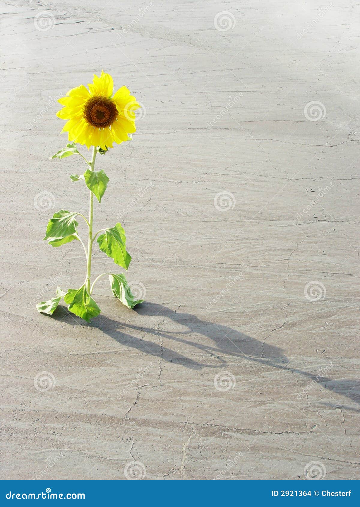 Sunflower in the desert stock photo. Image of desert, lonely 2921364