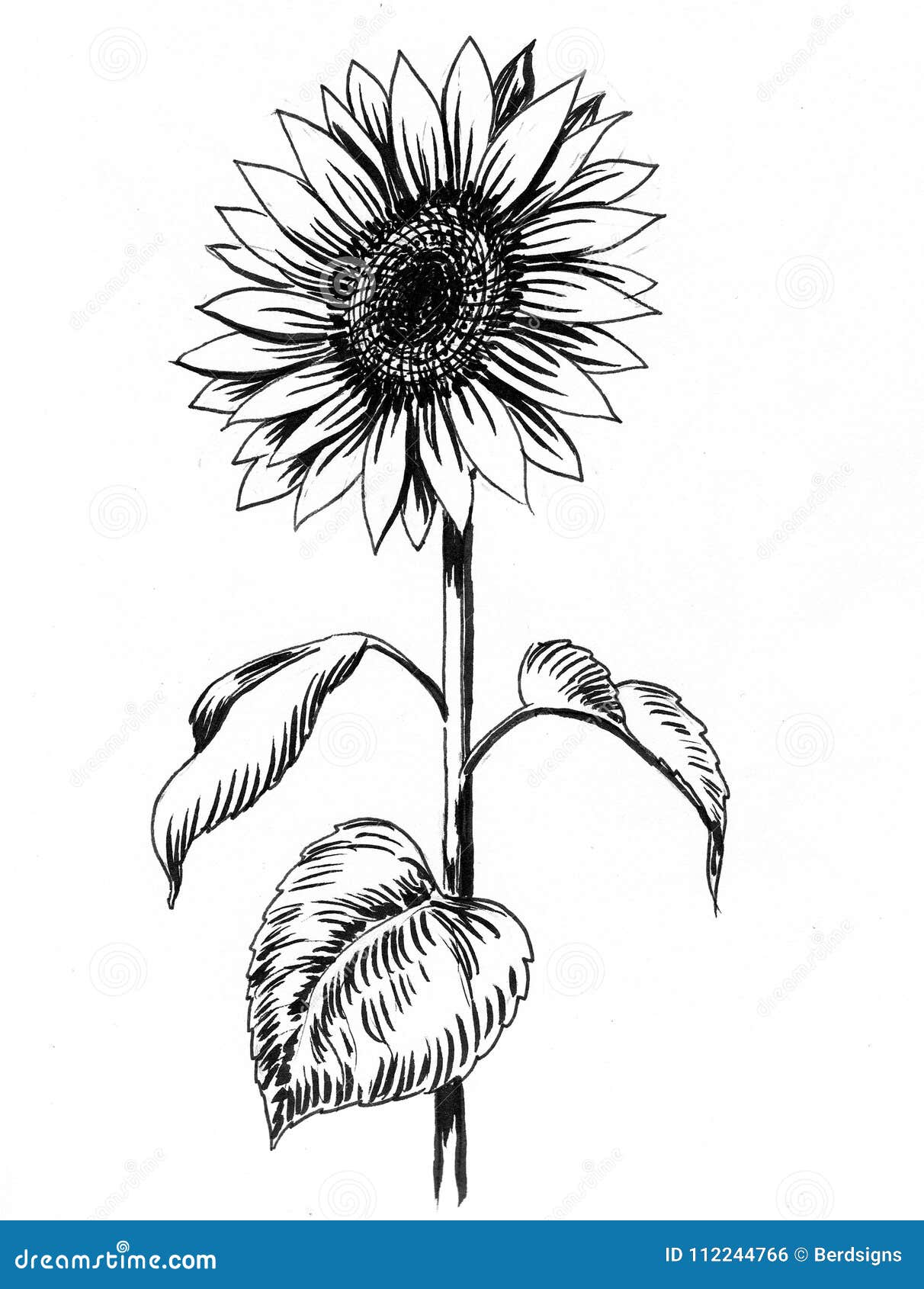 Sunflower Drawing Stock Illustration Illustration Of Plant 112244766