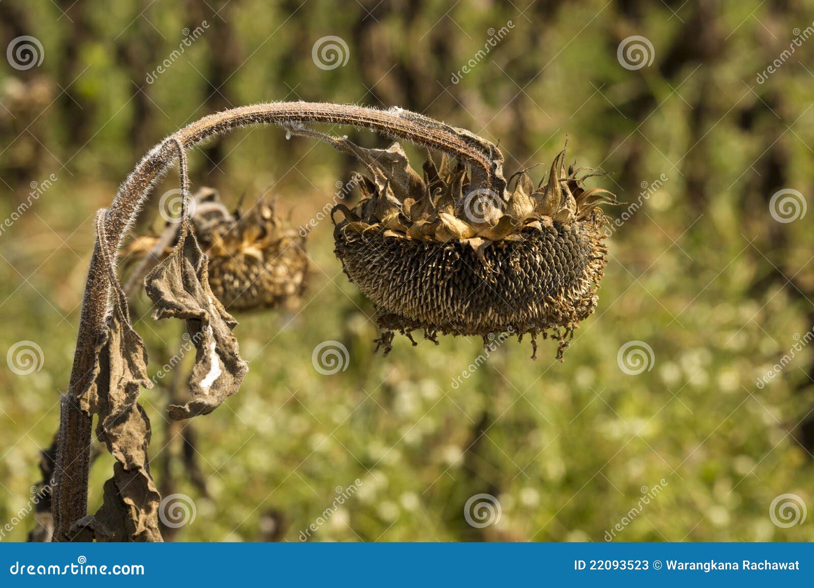 The sunflower droop stock image. Image of garden, flower 22093523