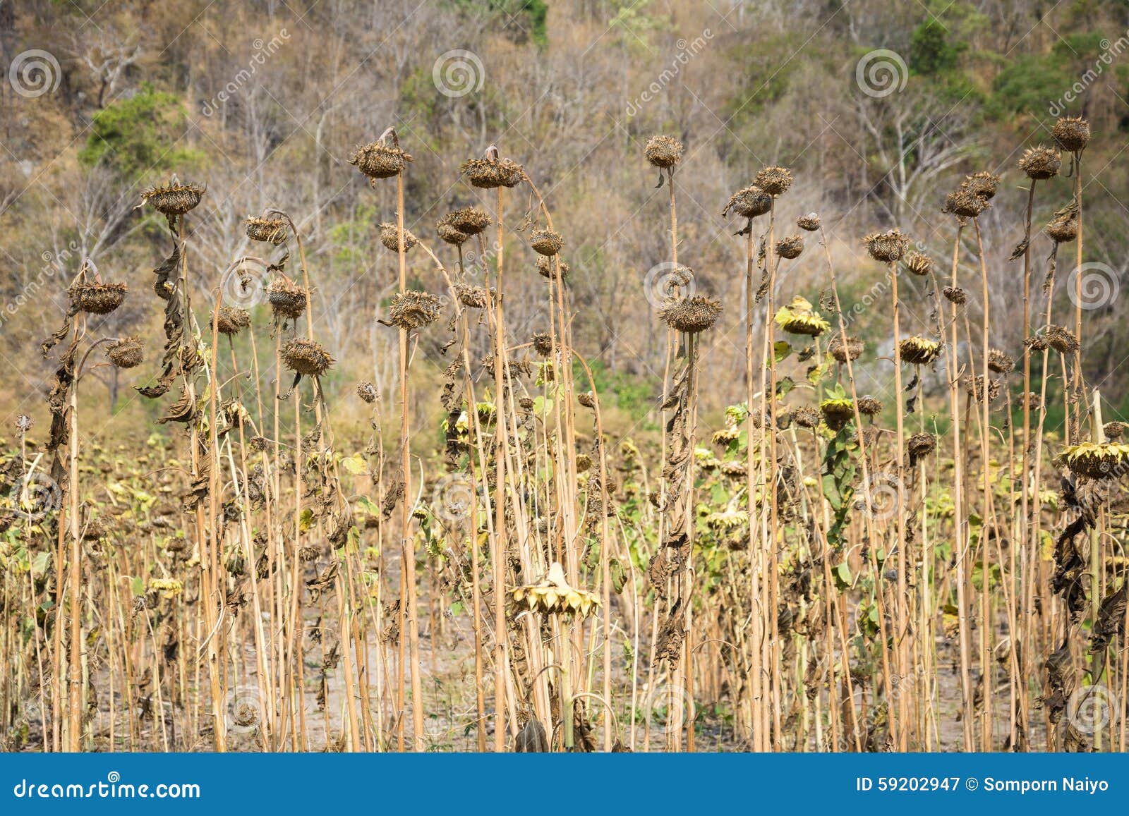 Sunflower Droop stock image. Image of plan, plant, flower 59202947