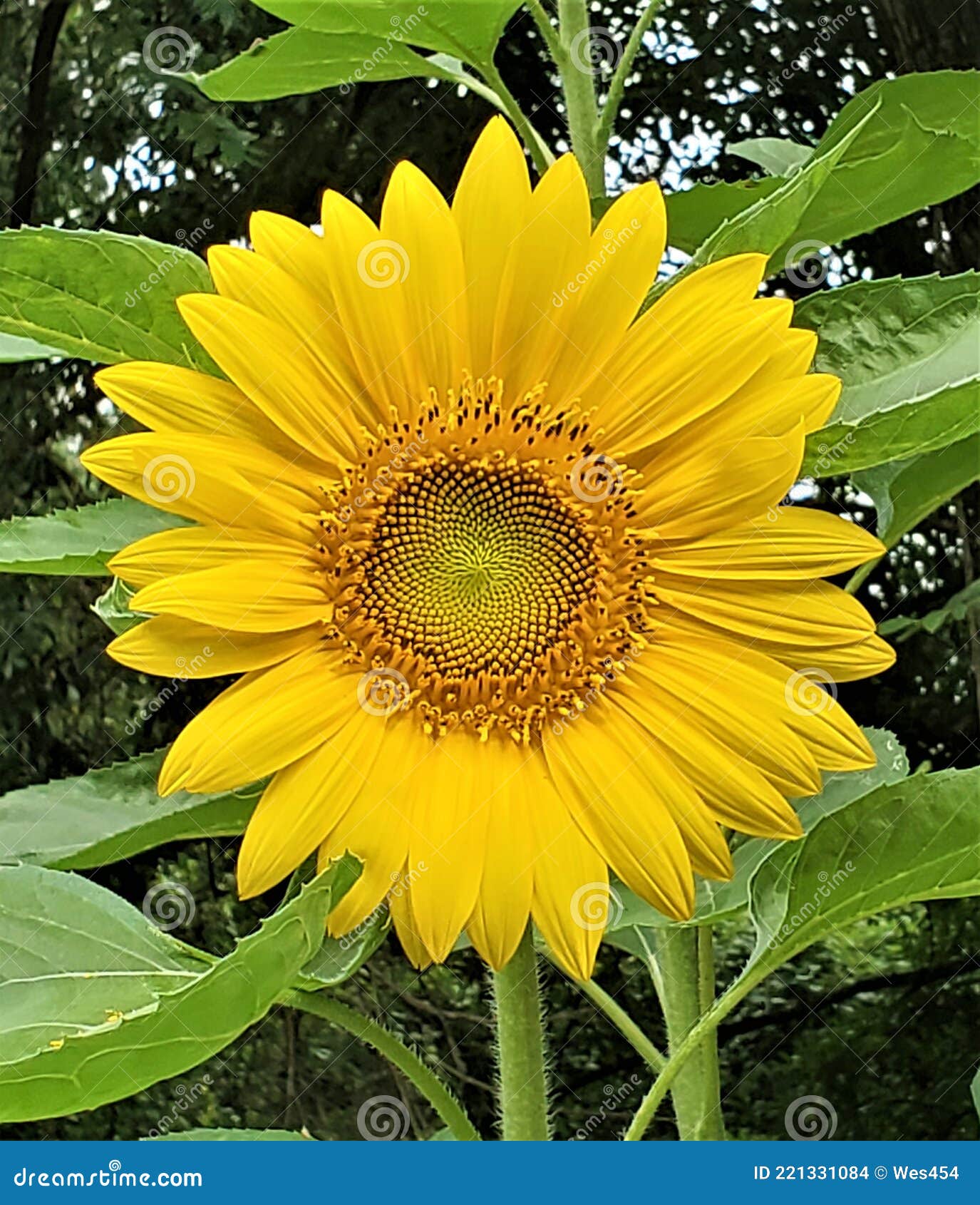 Sunflower in Early Bloom in the Texas Sun Stock Photo Image of yard