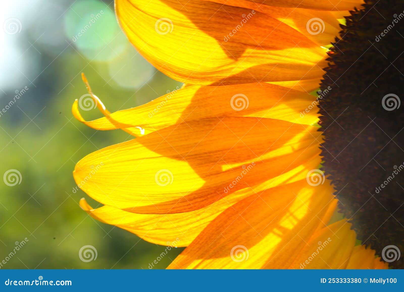 Sunflower in the Evening Sun, Summer Time, Weather Forecast Stock Photo Image of circle, flora