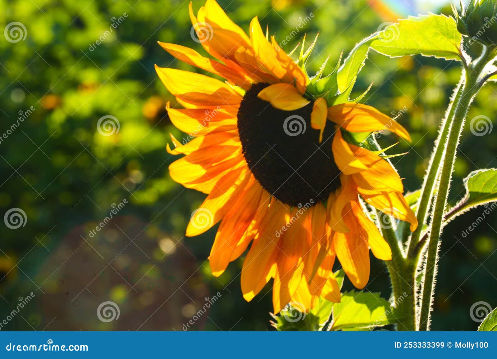 Sunflower in the Evening Sun, Summer Time, Weather Forecast Stock Image Image of isolated