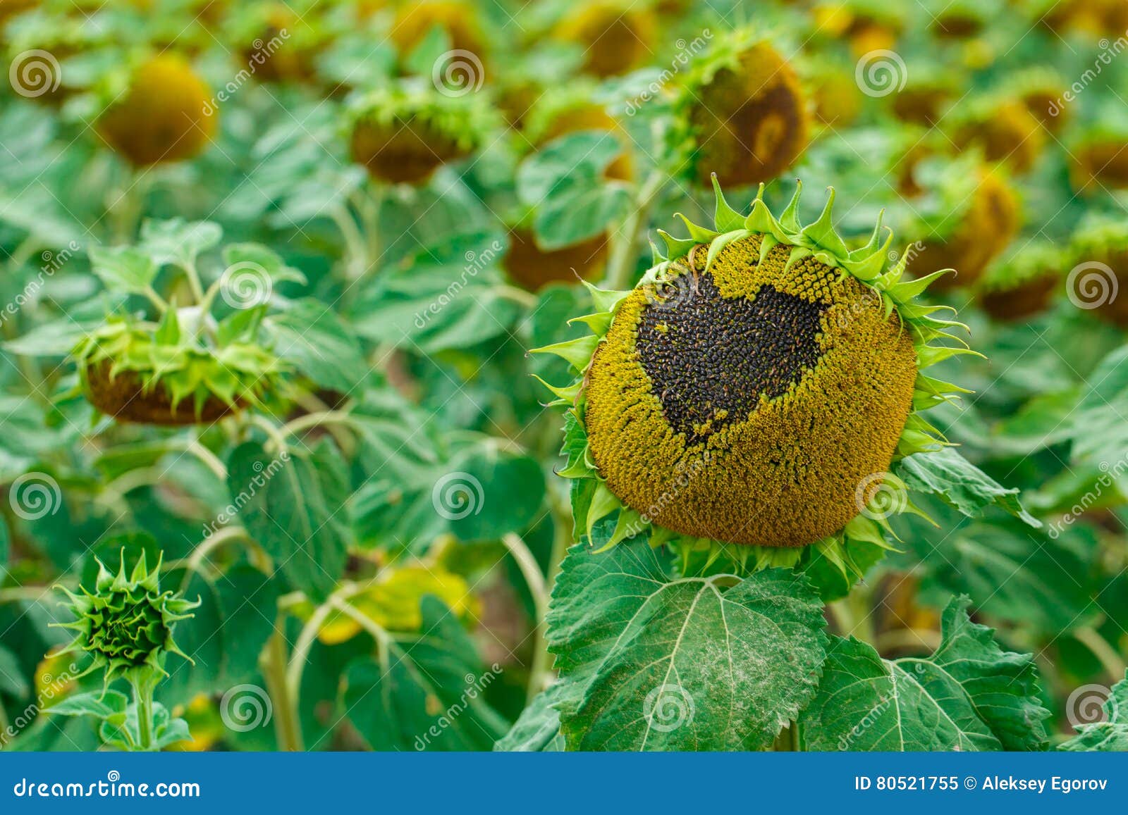 Sunflower with eyes stock image. Image of outdoors, love 80521755