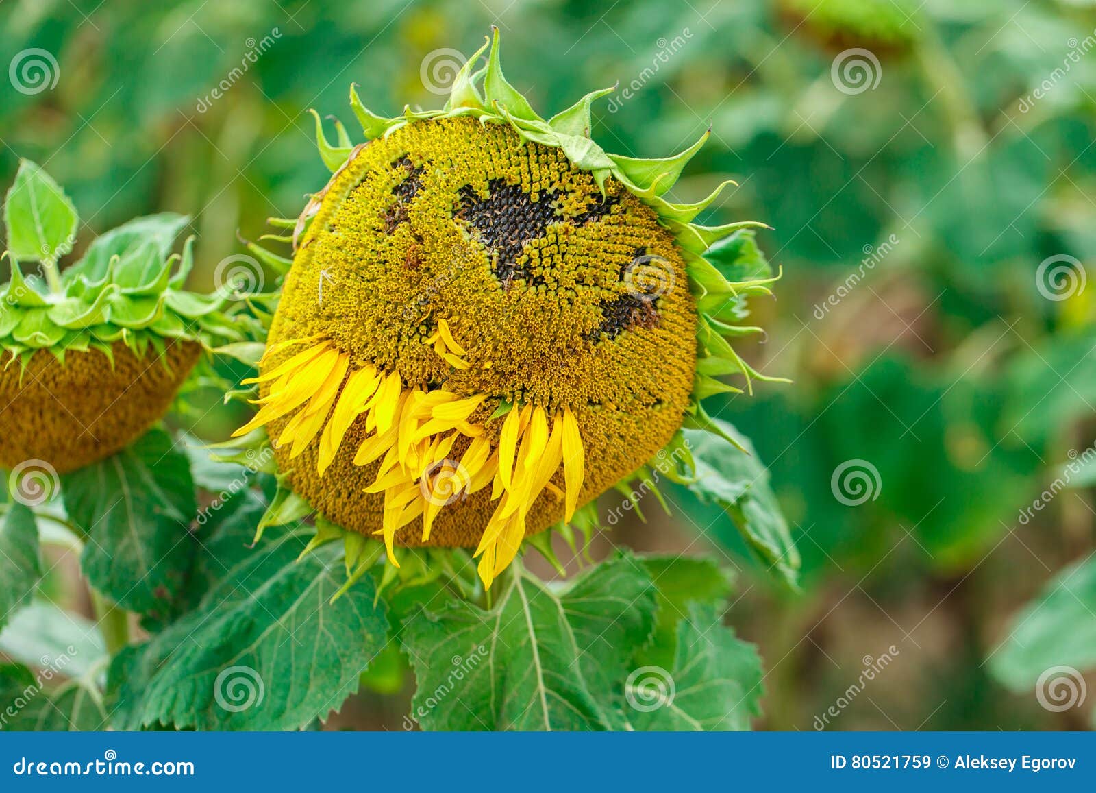 Sunflower with eyes stock image. Image of botany, love 80521759