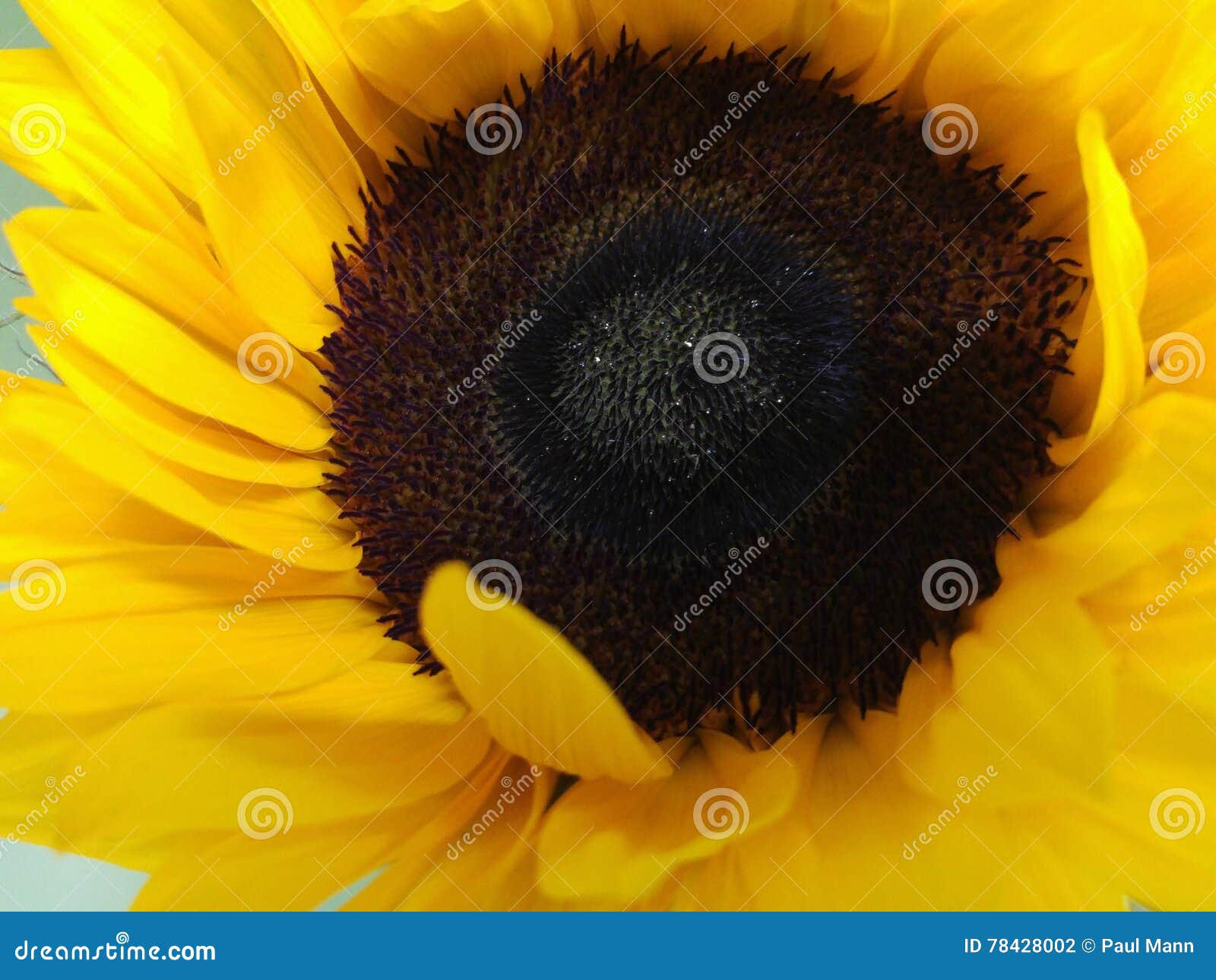 Sunflower Face Health Healthy Oil Summer Stock Photo Image of