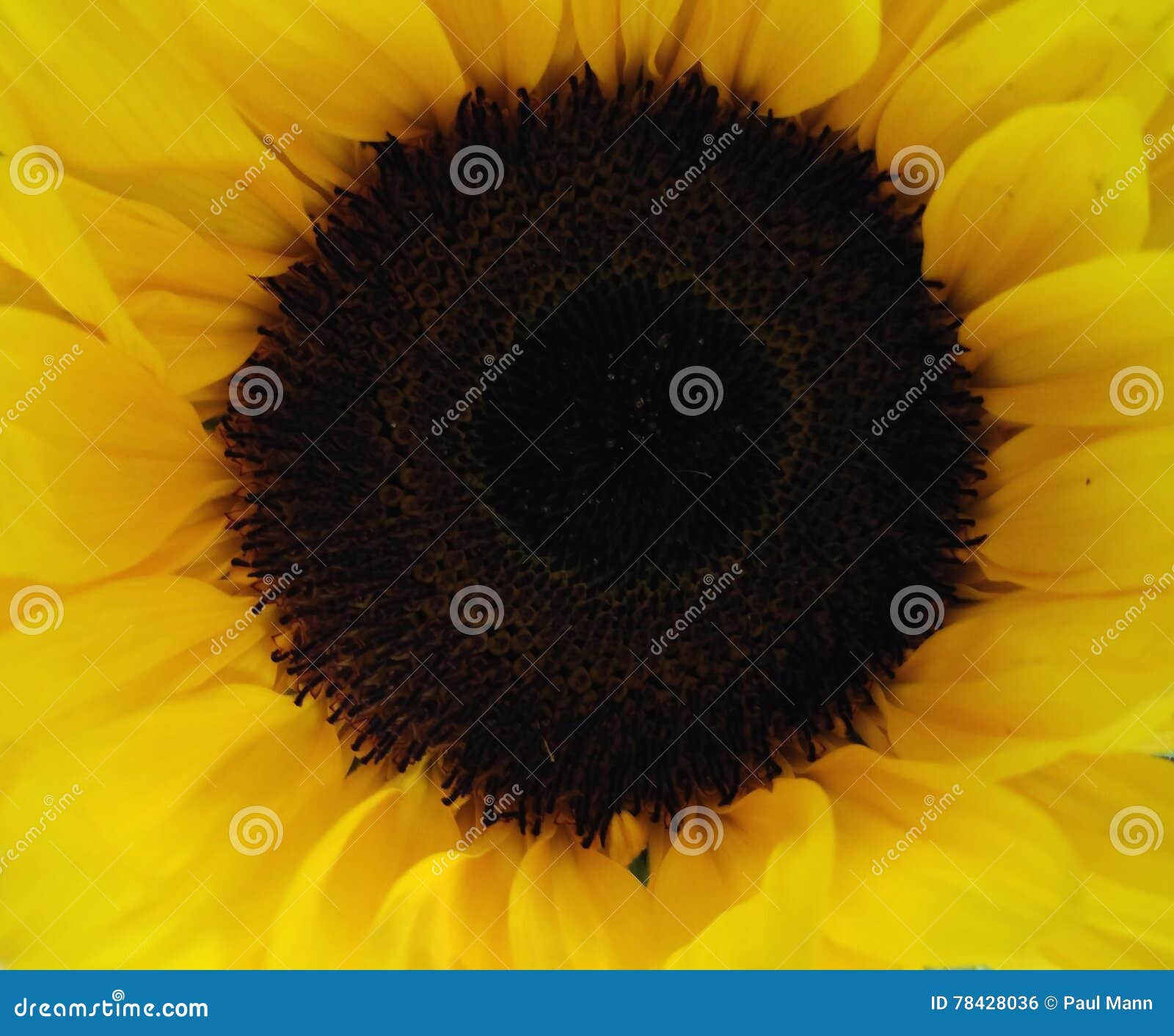 Sunflower Face Bloom Flower Summer Season Sunflower Oil Healthy Face