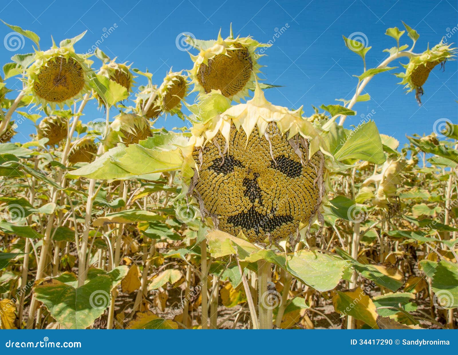 Sunflower Face stock photo. Image of nature, face, outdoors - 34417290