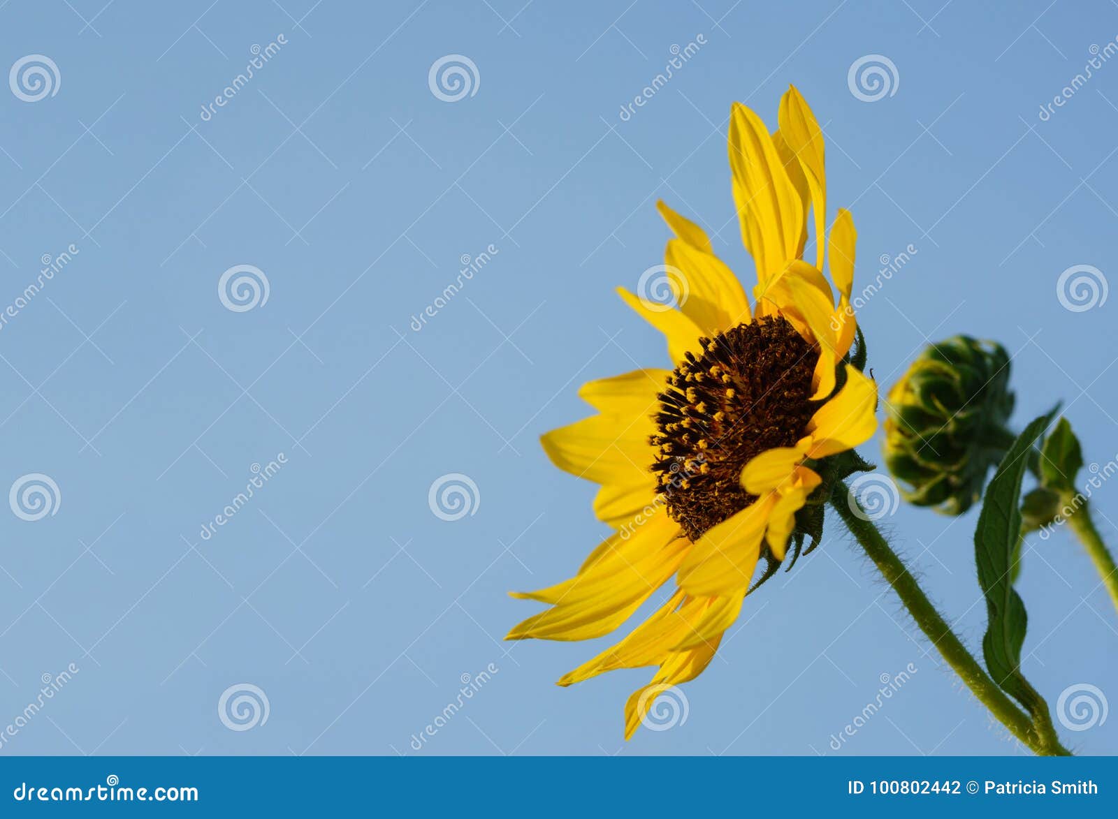 sunflower facing inward