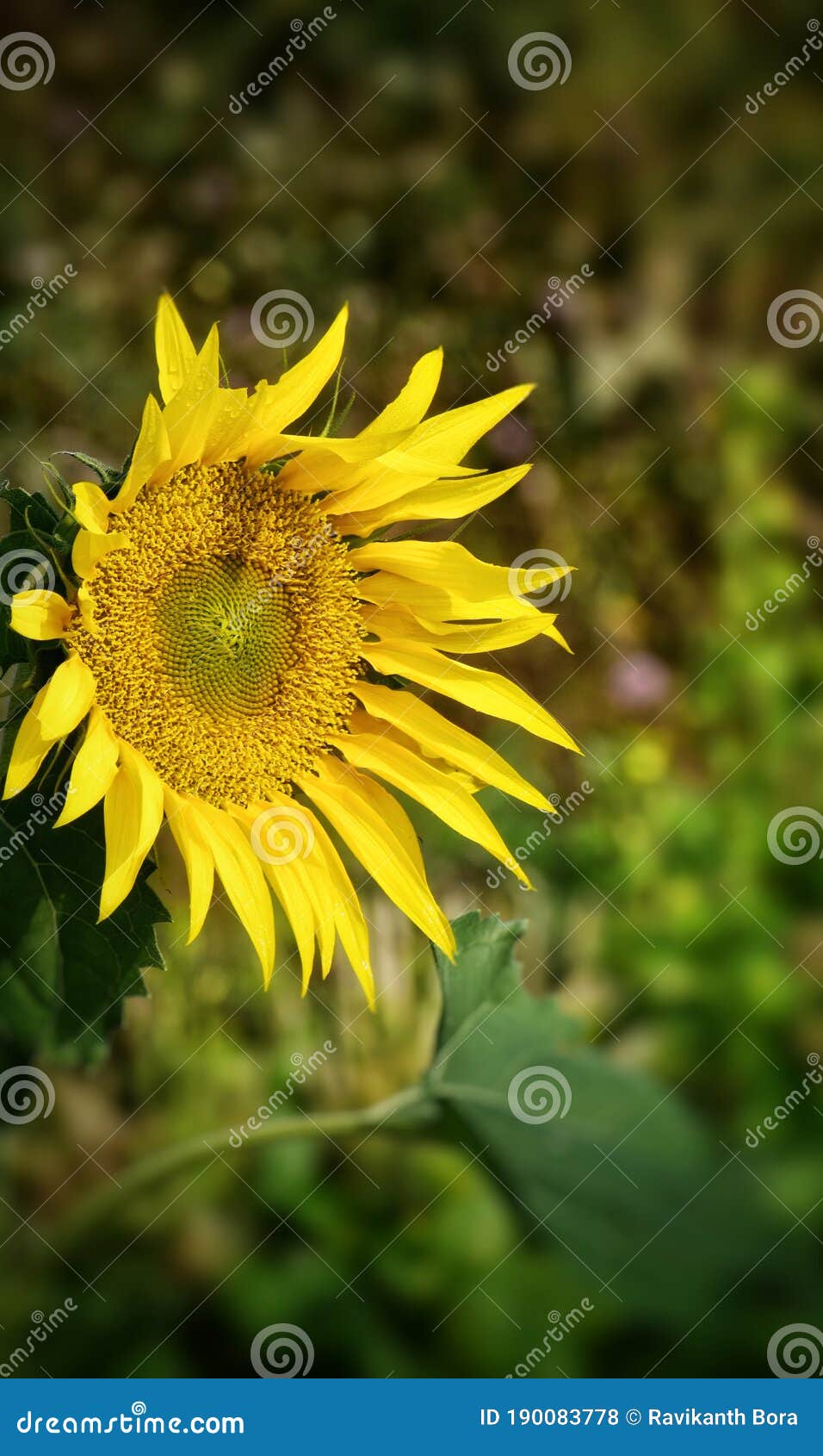Sunflower Plant Facing the Sun in the Middle of Summer Stock Photo