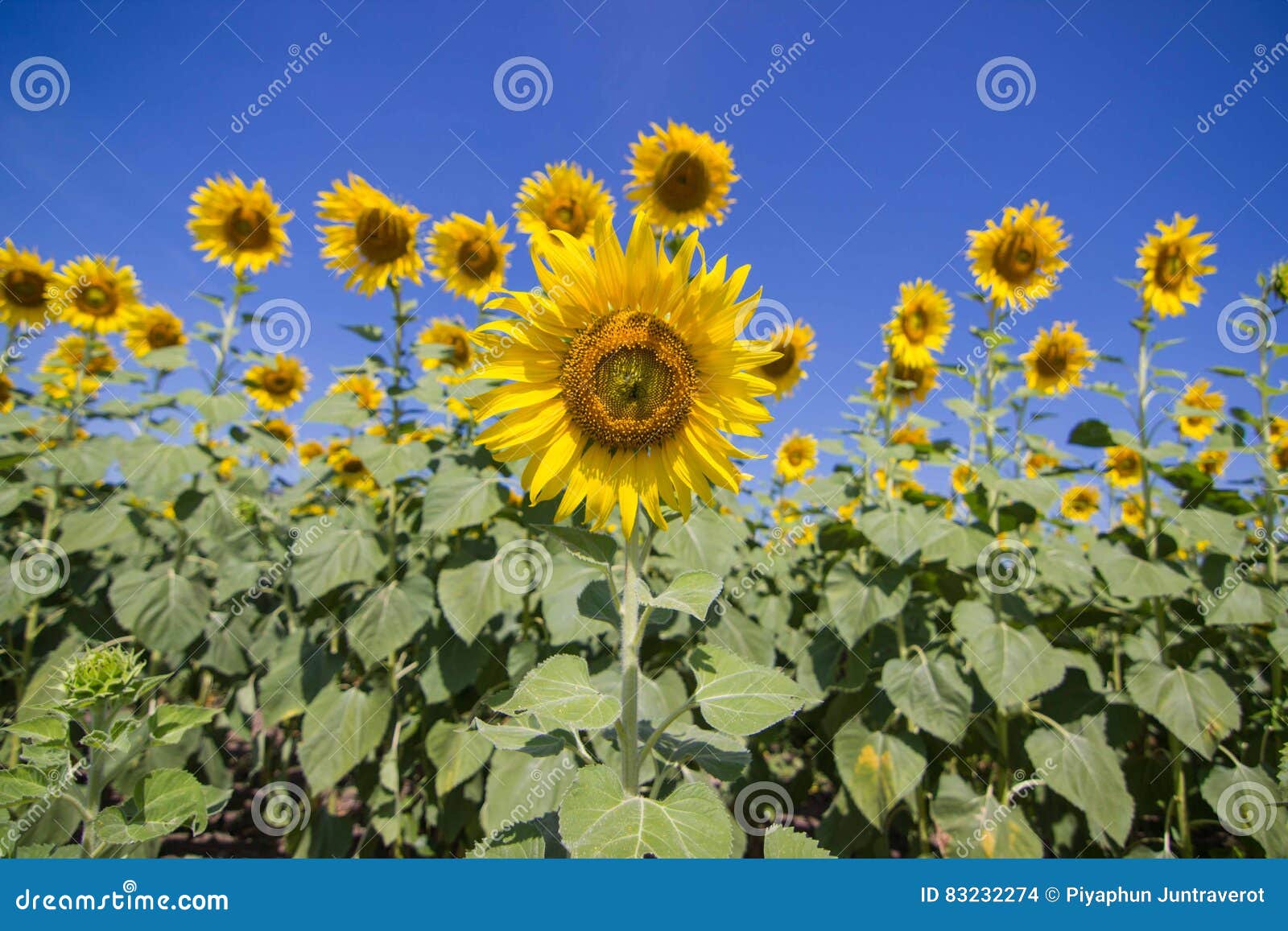 Sunflower stock photo. Image of garden, combination, bright - 83232274