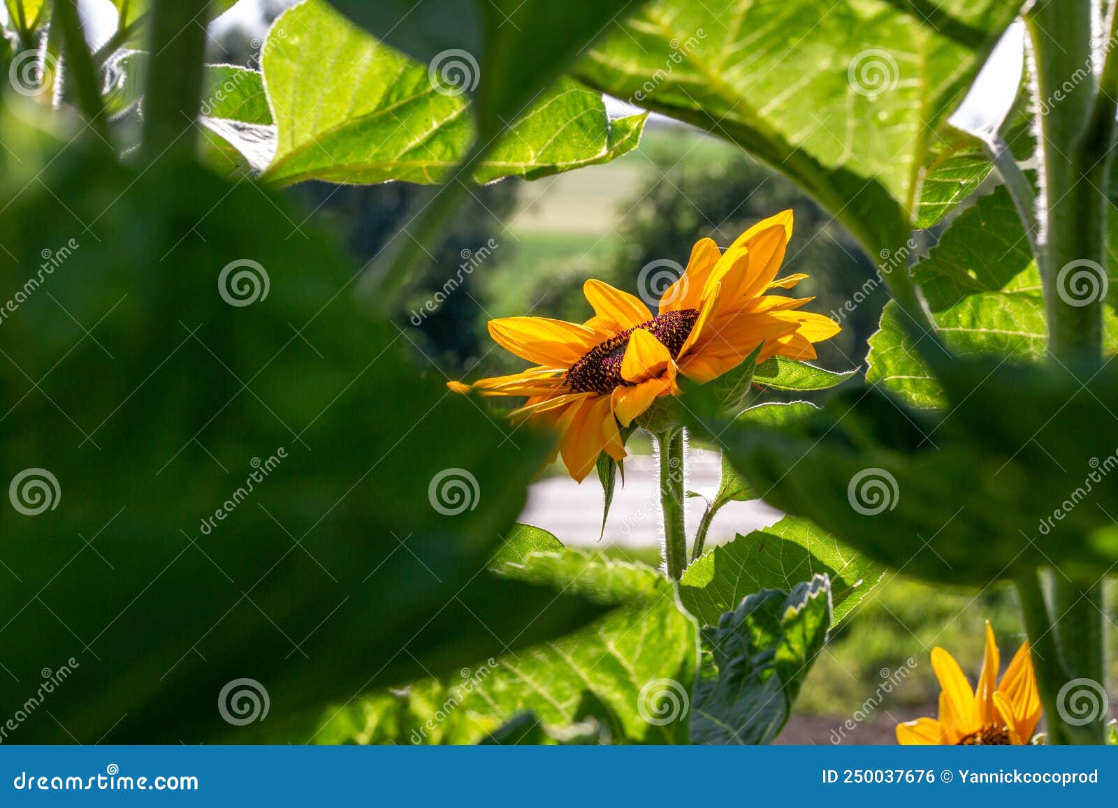 Sunflower Facing the Sun on the Middle of the Spring Stock Photo