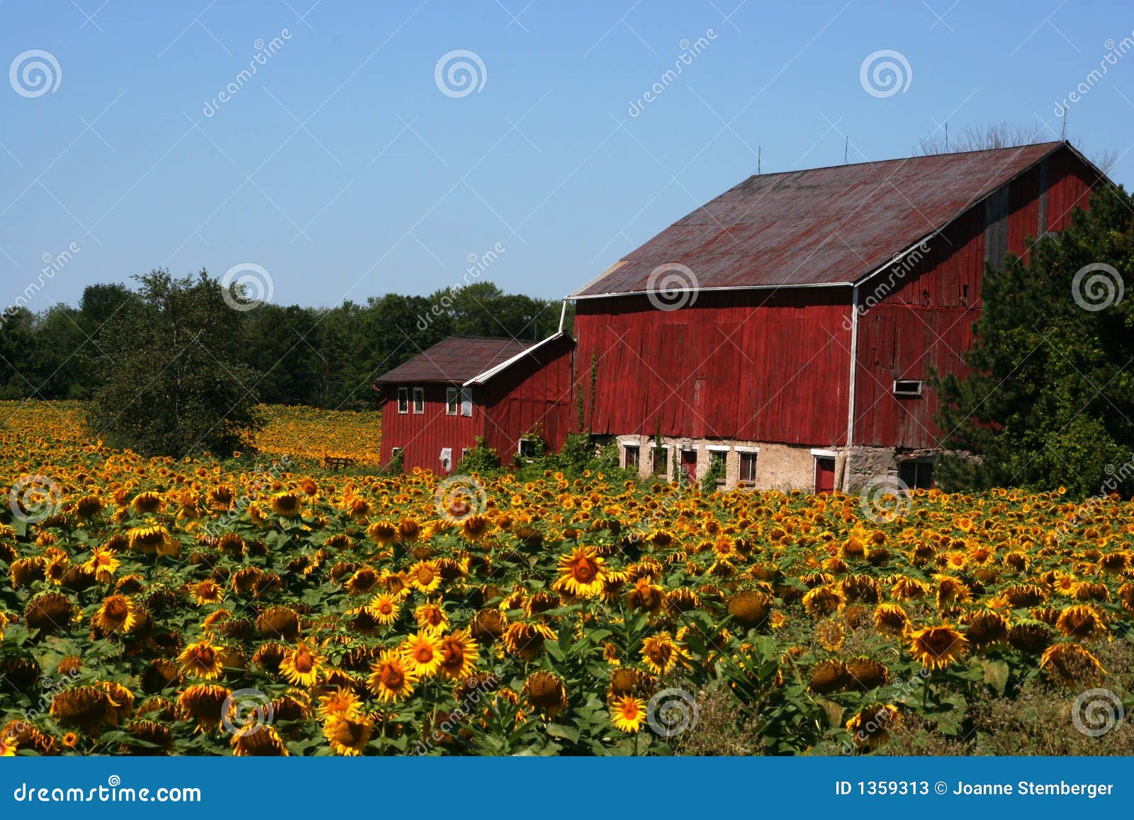Sunflower Farm stock image. Image of barn, summer, trees 1359313