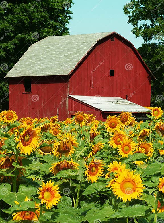 Sunflower farm stock image. Image of barns, farmland, field 184883