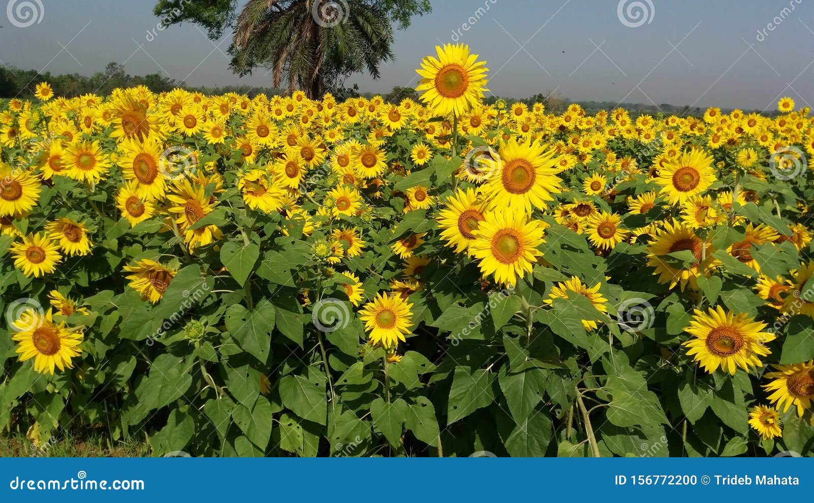 Sunflower Farming Field Stock Photo 57413412