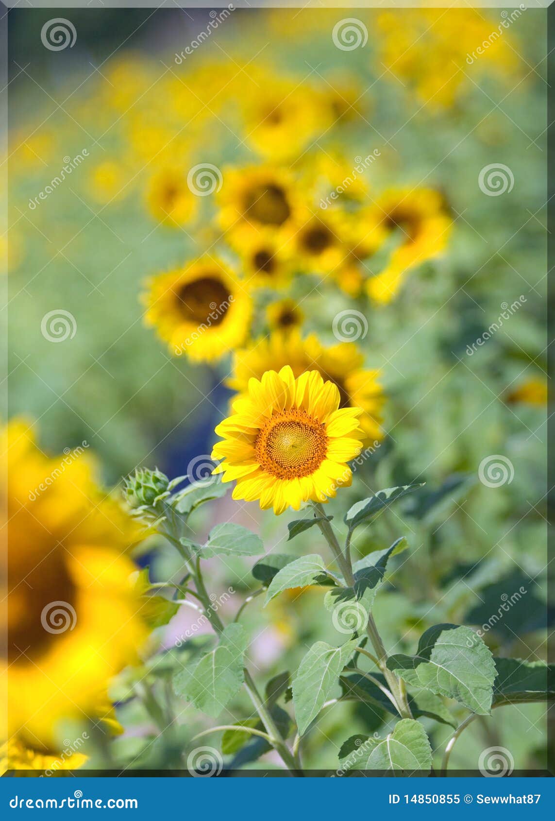 Sunflower Field stock image. Image of carolina, grow 14850855