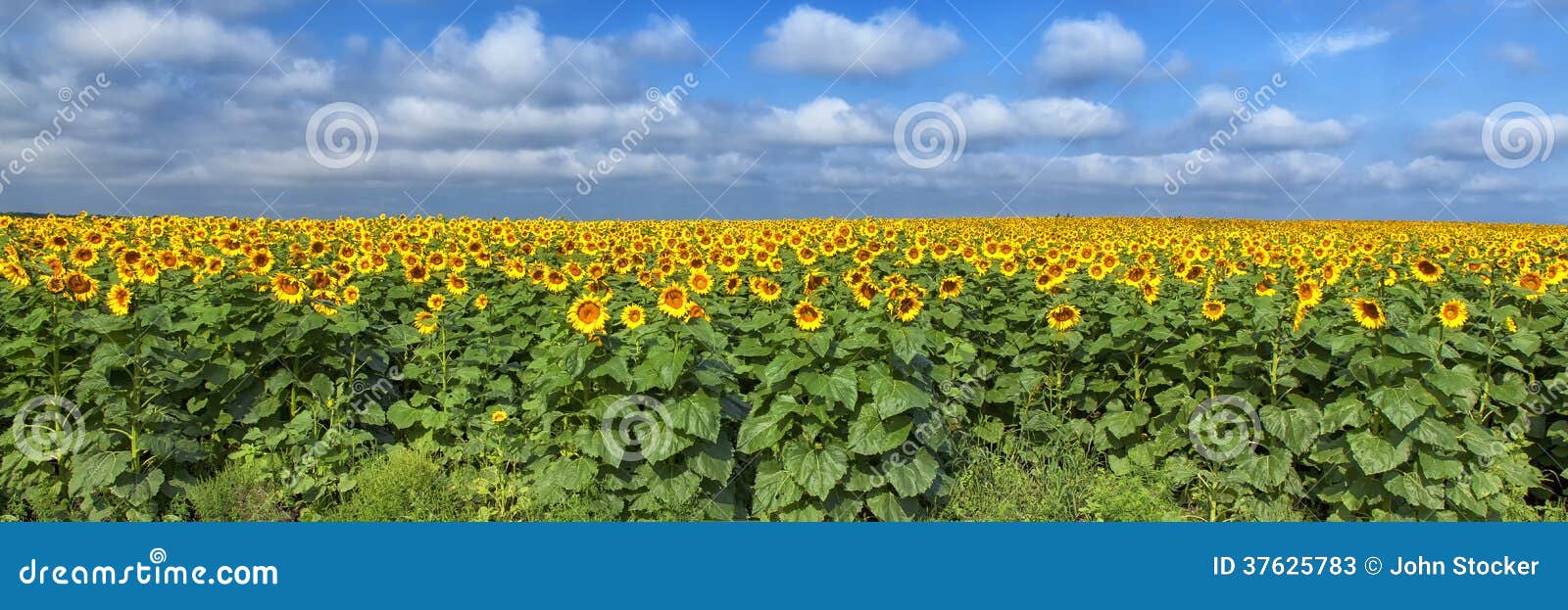 sunflower field