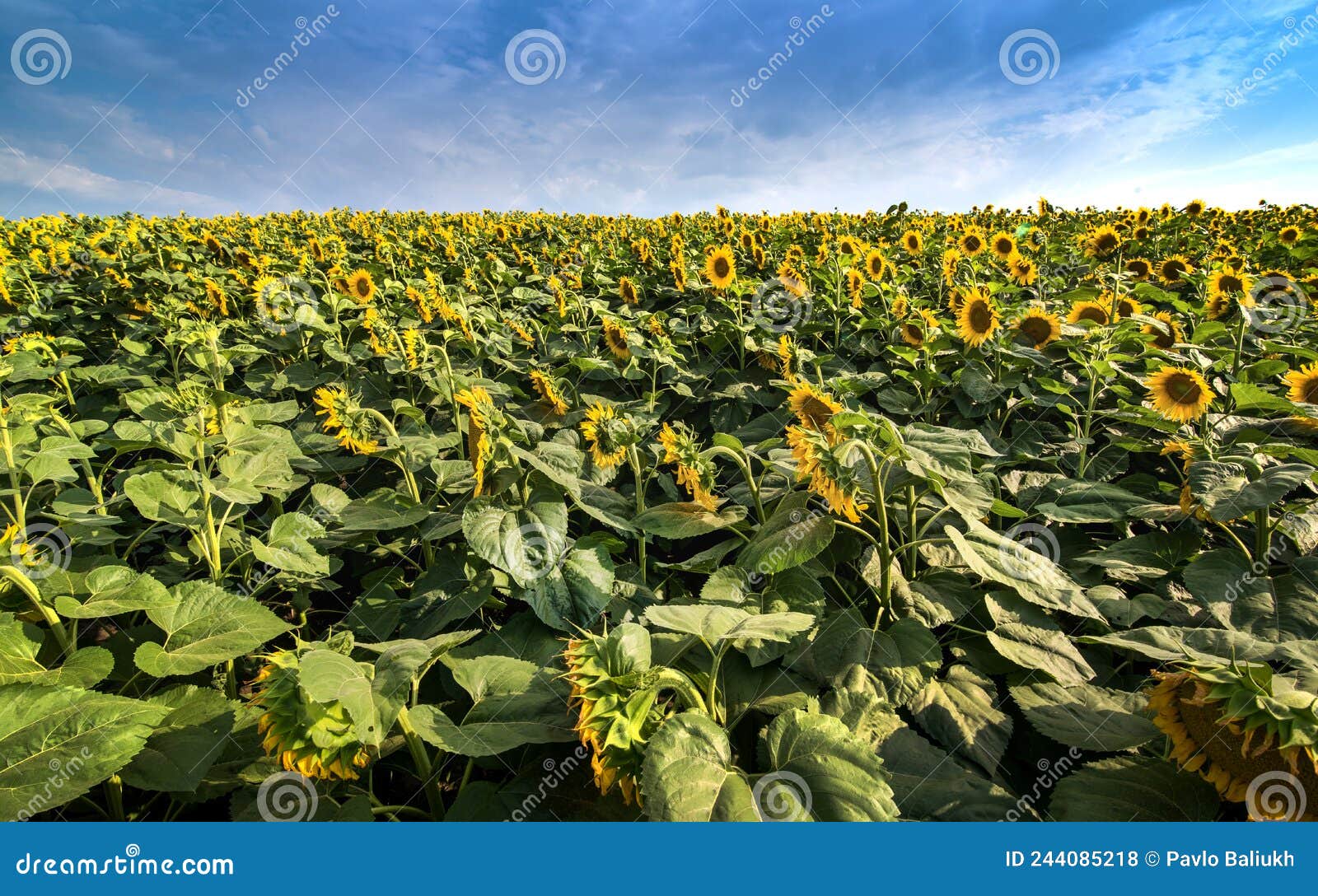 Sunflower Field and Flowers Facing the Sun? with Beautiful Sky Stock Photo Image of natural