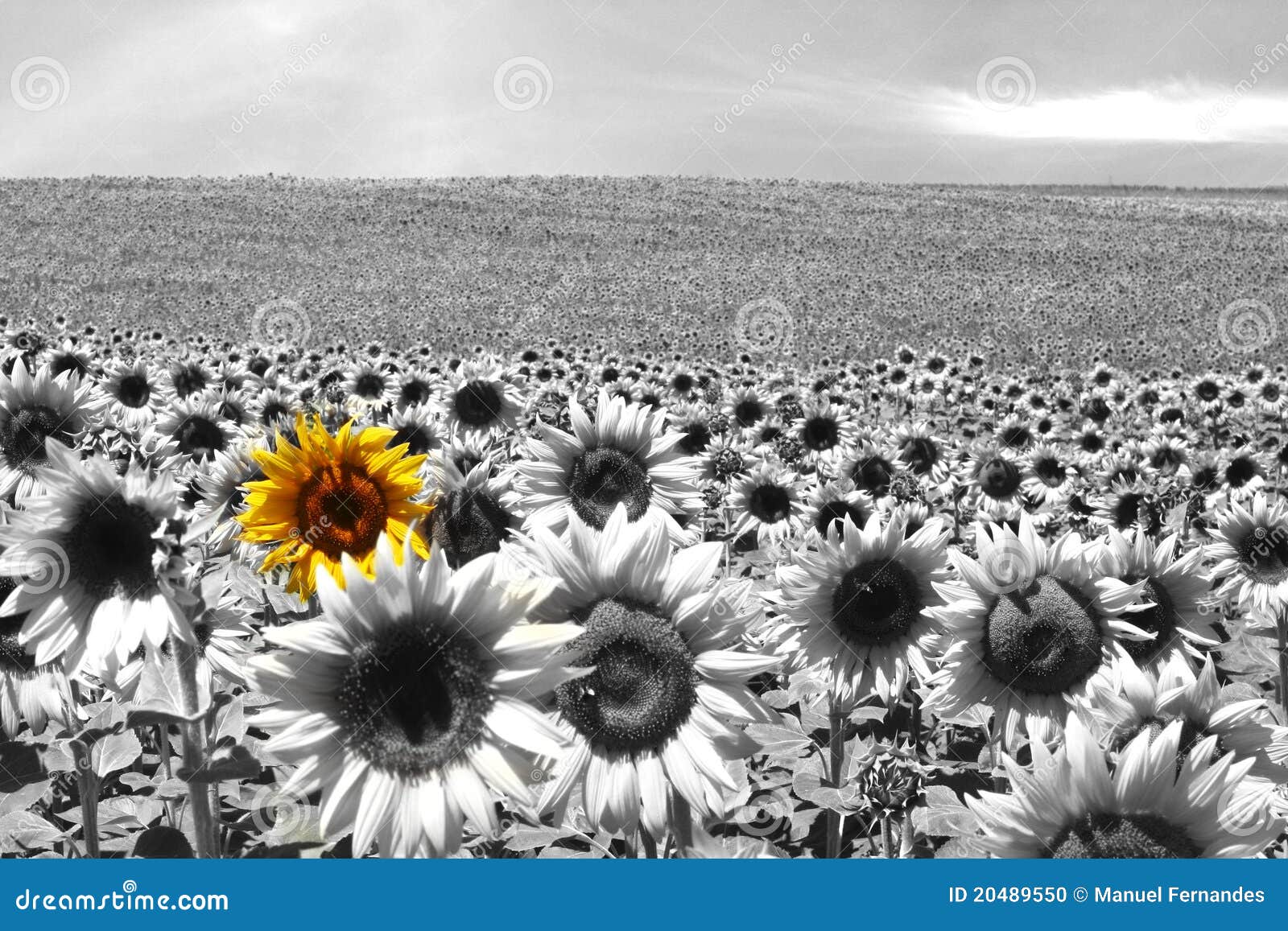 sunflower field black & white