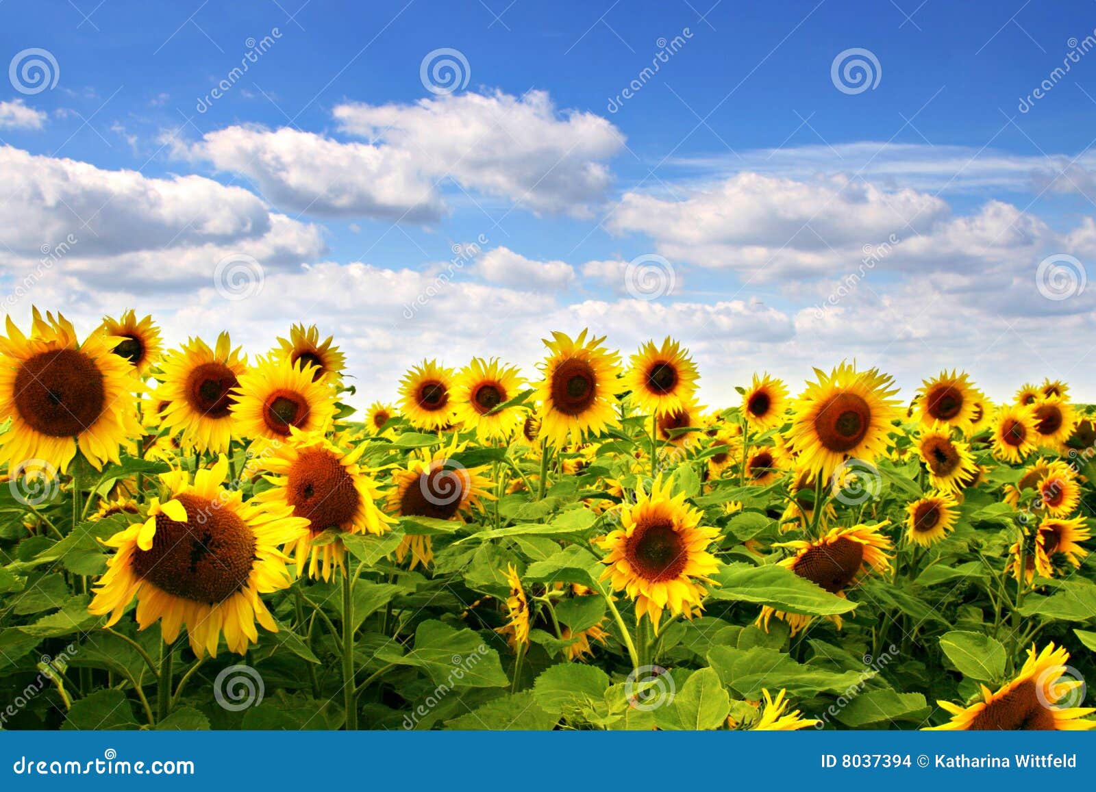 Birthday Wishes Nature S Scenery Birthday Wishes Nature S Scenery