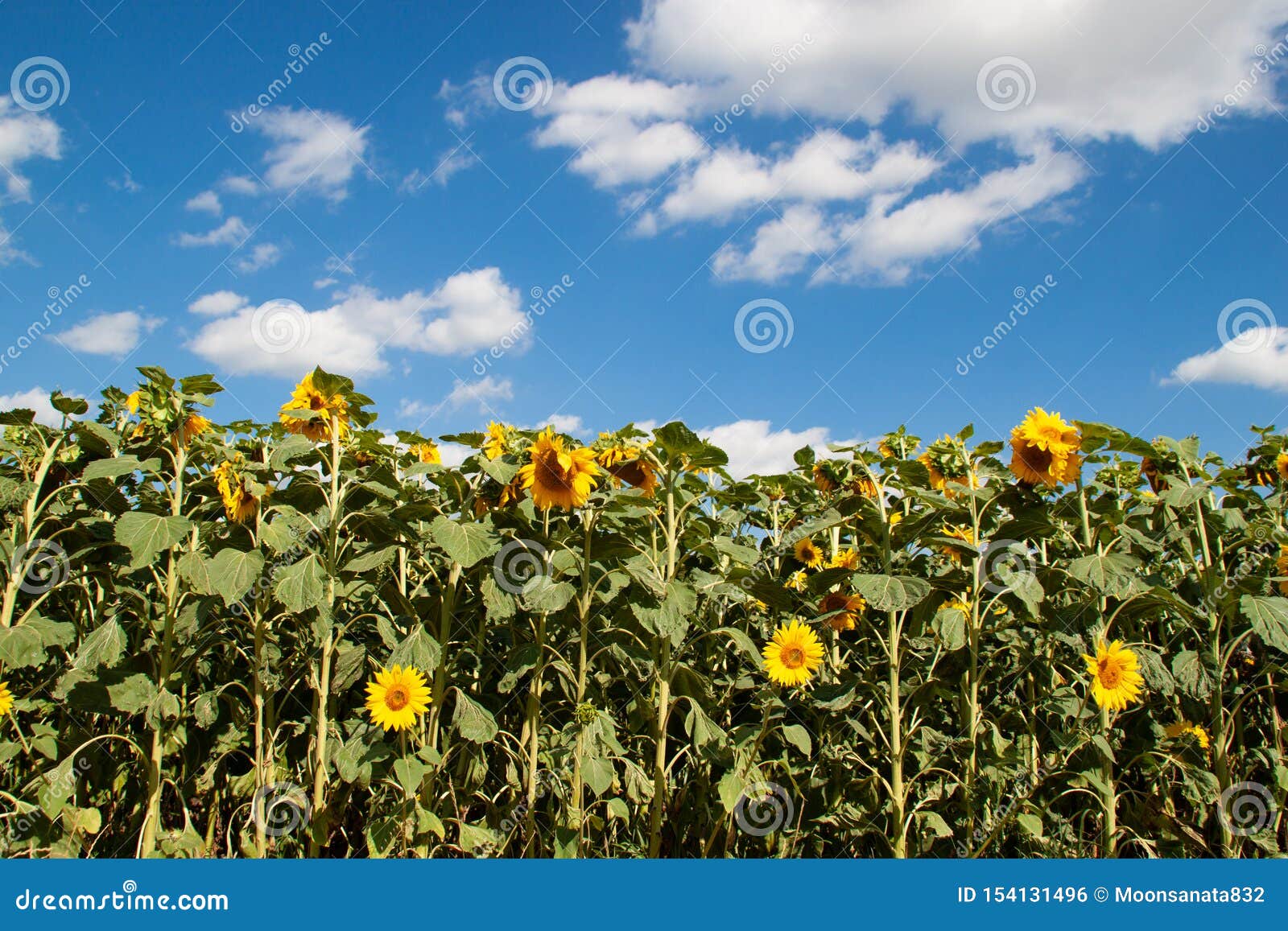 sunflower field and blue sky. summer