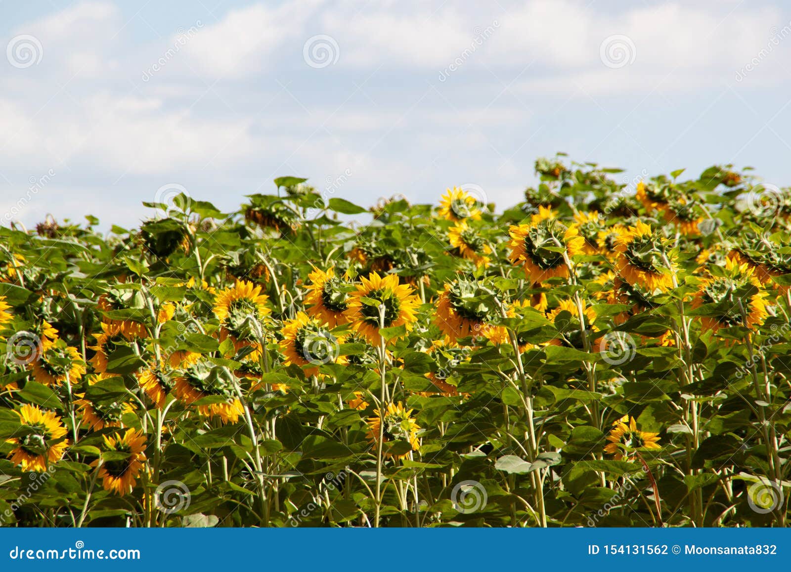 sunflower field and blue sky. summer