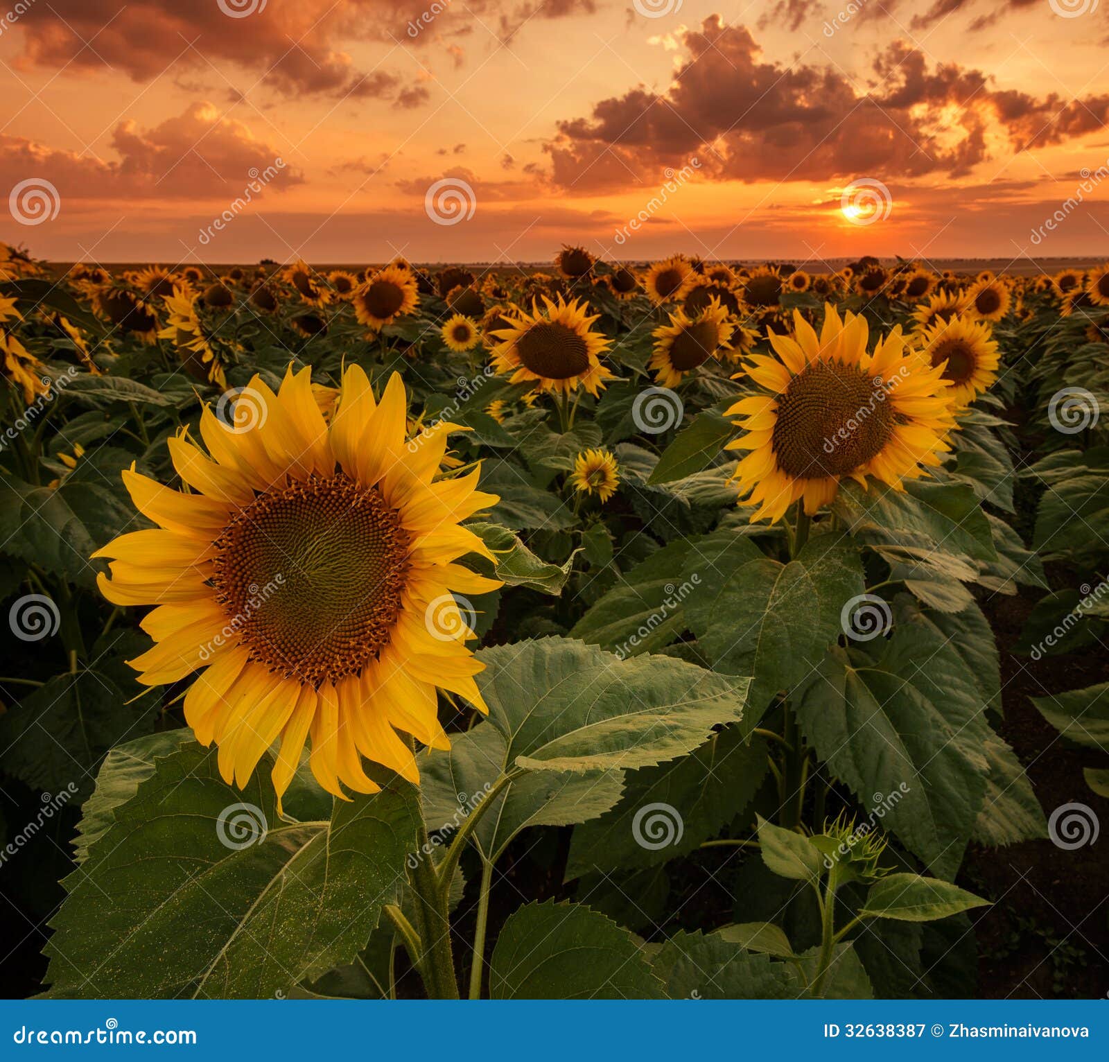 Sunflower field close up stock image. Image of field 32638387