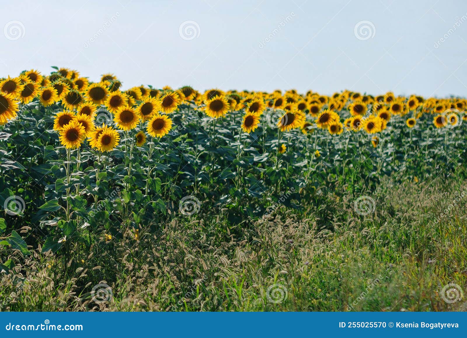 Sunflower Field at Cloudy Day in Summer Stock Photo Image of scene