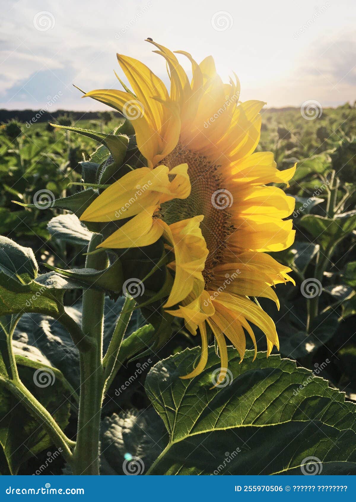 Sunflower Field in the Countryside. Ukrainian Fertile Soil that ...