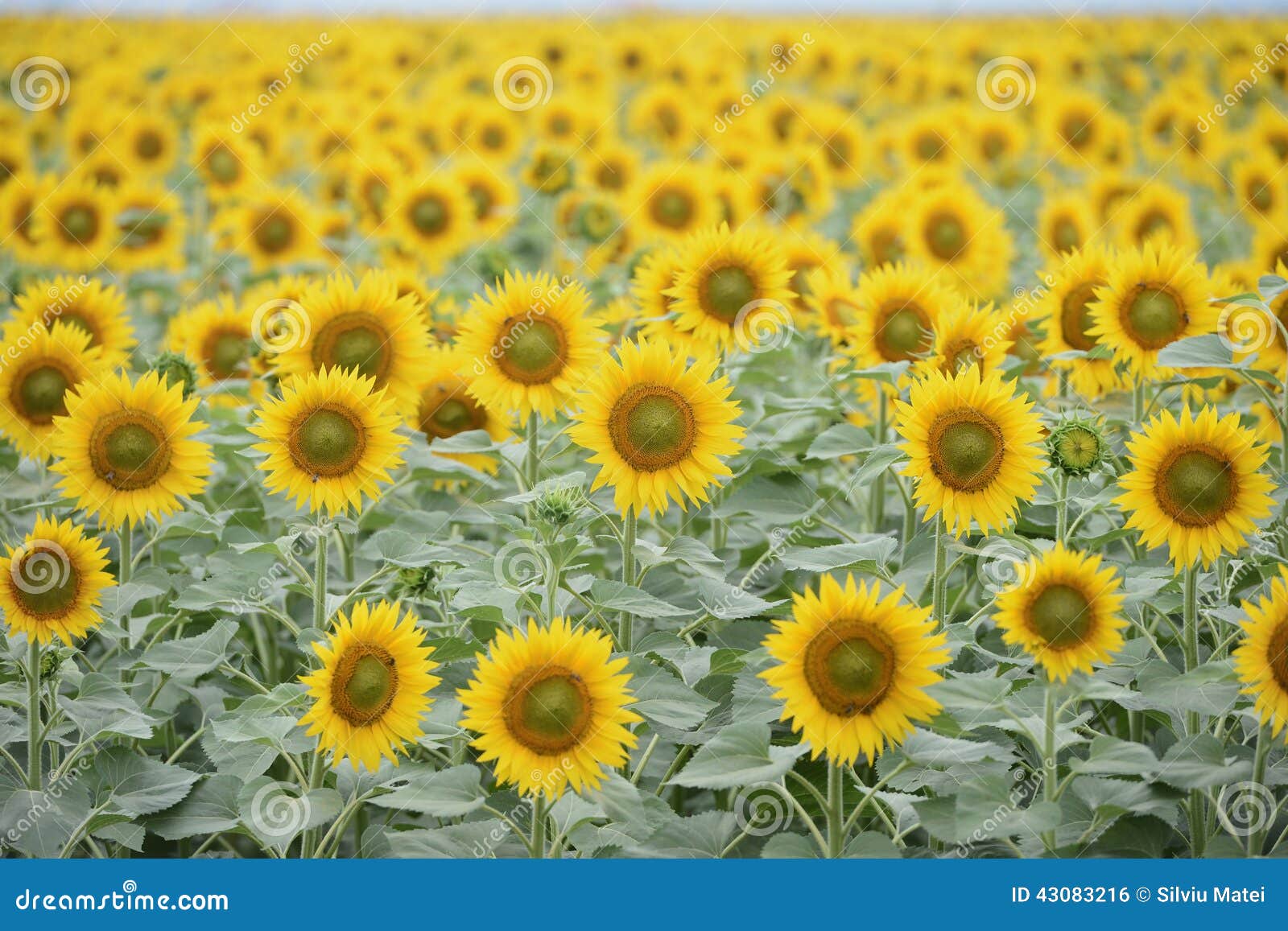 Sunflower field. Sunflower crop in the field. The common sunflower ( helianthus annuus), is an annual species of sunflower grown as a crop for its edible oil and edible fruits. Sunflower is also used as bird food, as livestock forage and in some industrial applications.