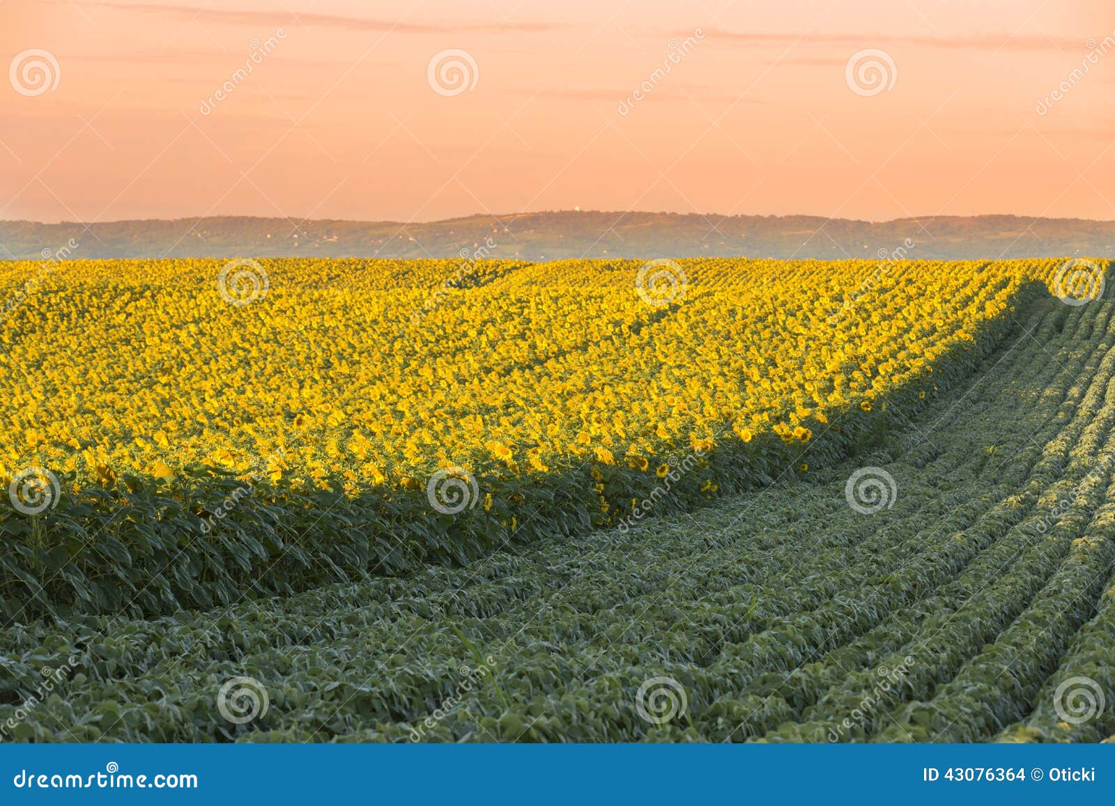 Sunflower field at dawn next to soybean field in flowering stage.