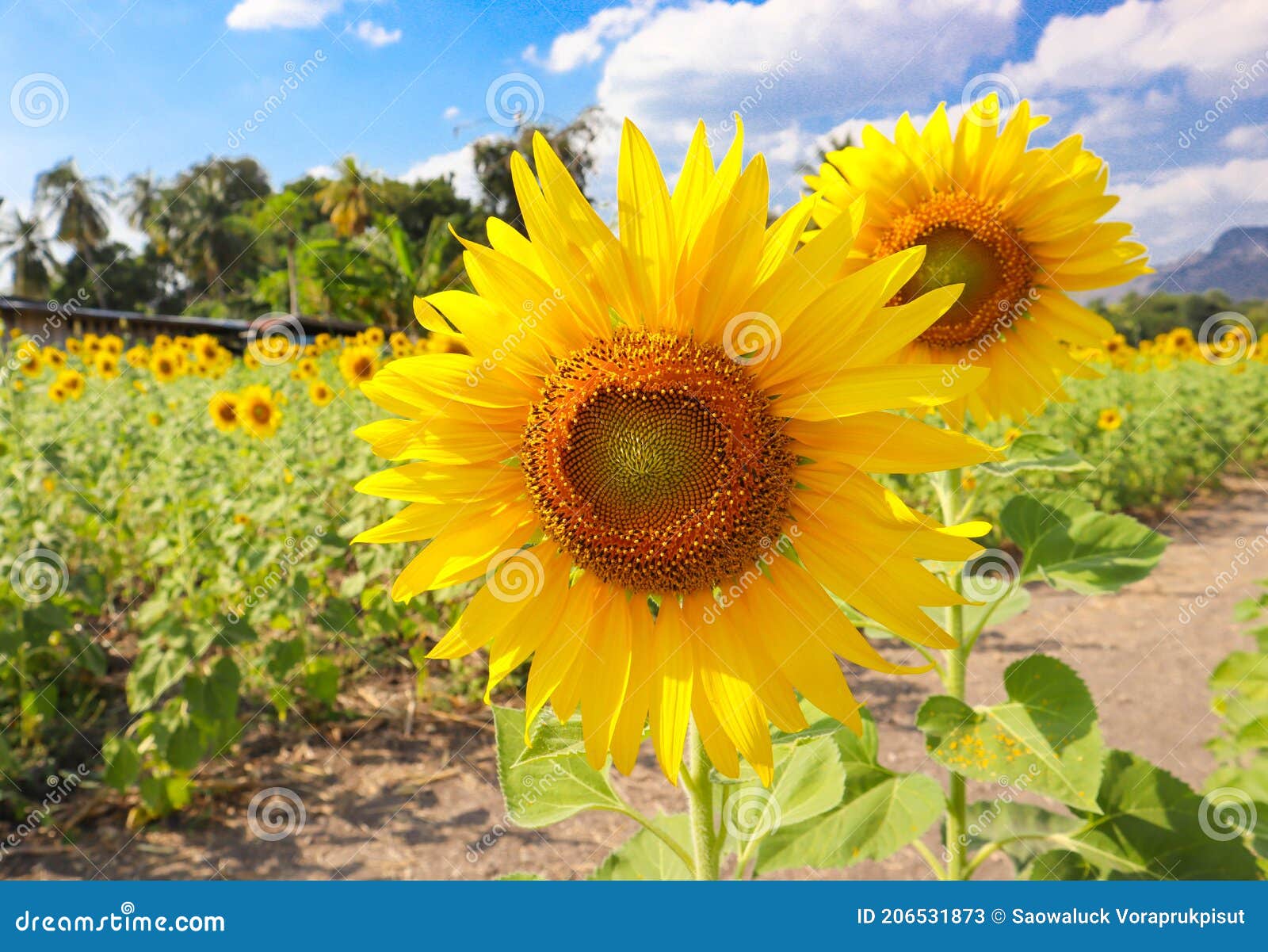 sunflower in the field facing direct toward the sun