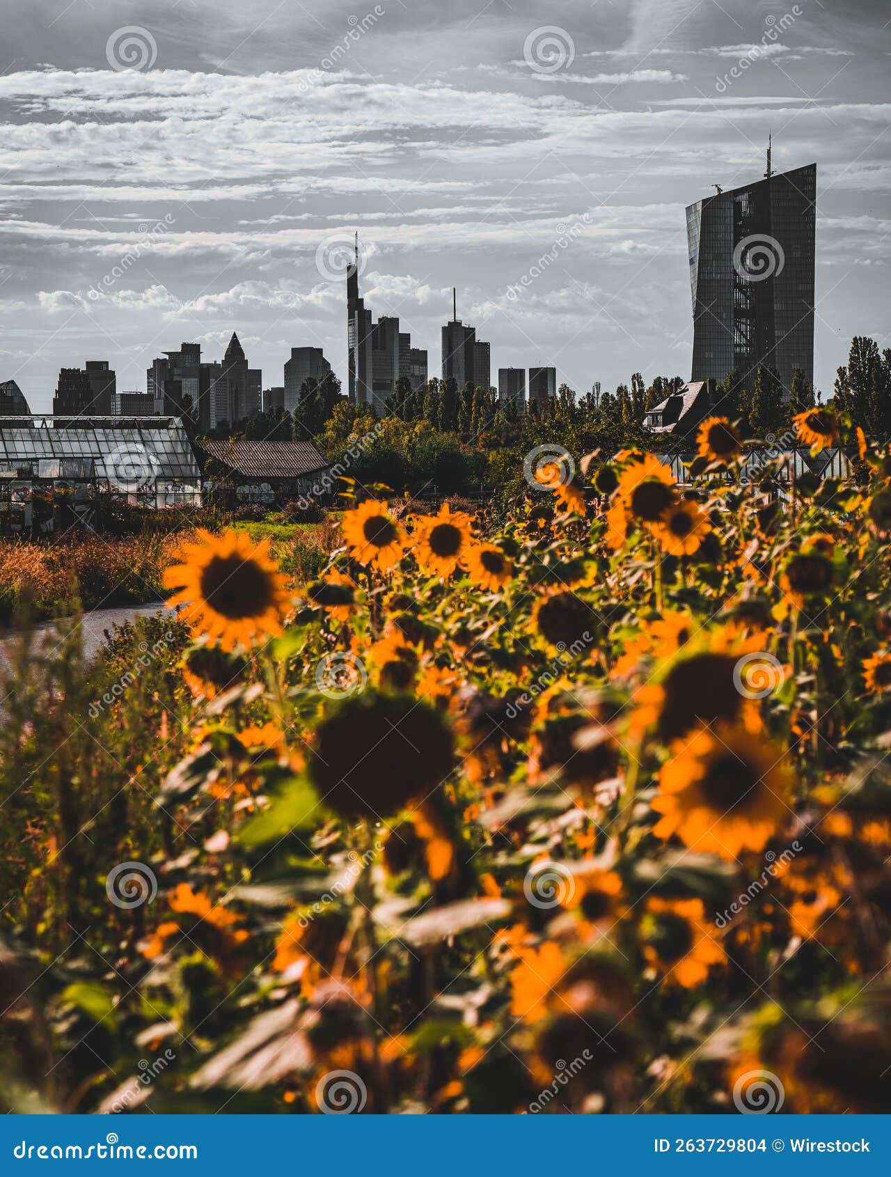 Sunflower Field with the Frankfurt Skyline in the Background. Stock