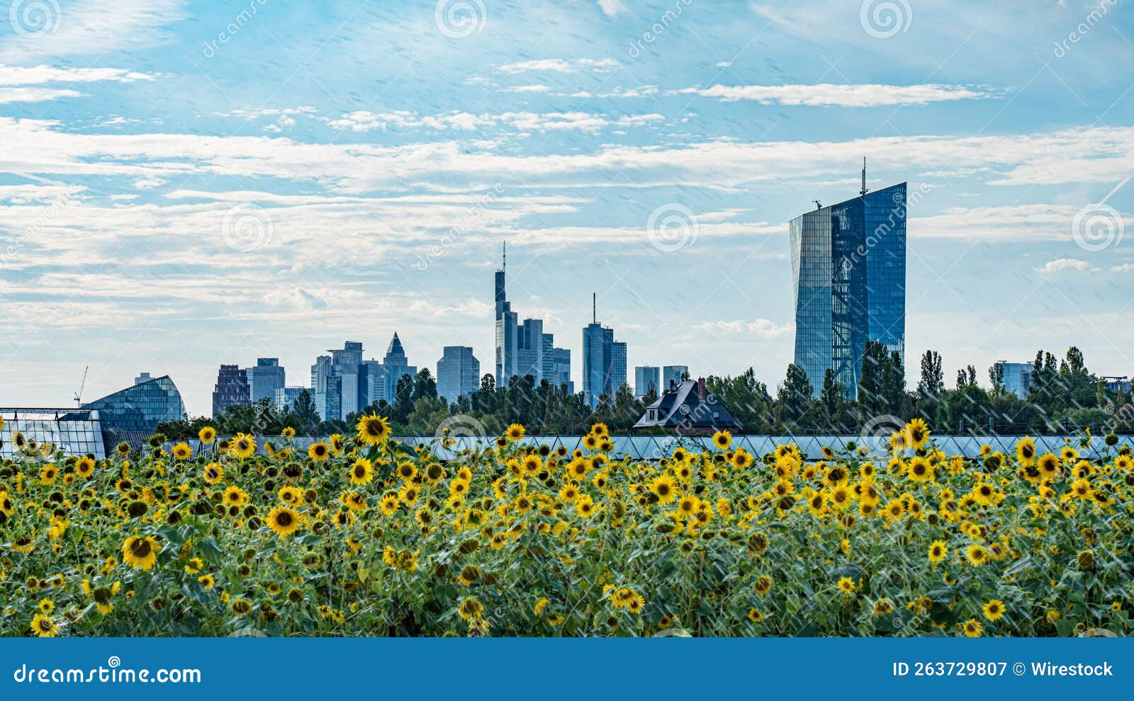 Sunflower Field with the Frankfurt Skyline in the Background. Stock