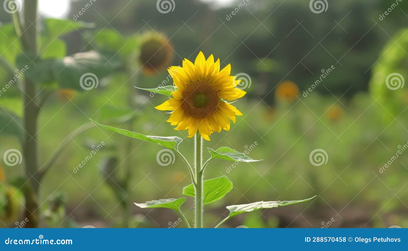 A Sunflower in a Field of Green Grass and Trees Stock Photo Image of